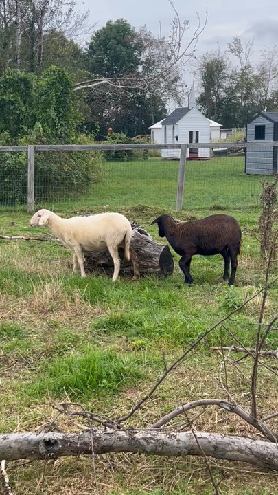 Wallingford's Fruit House - Petting area - Bakeries Near Me - Auburn, Maine