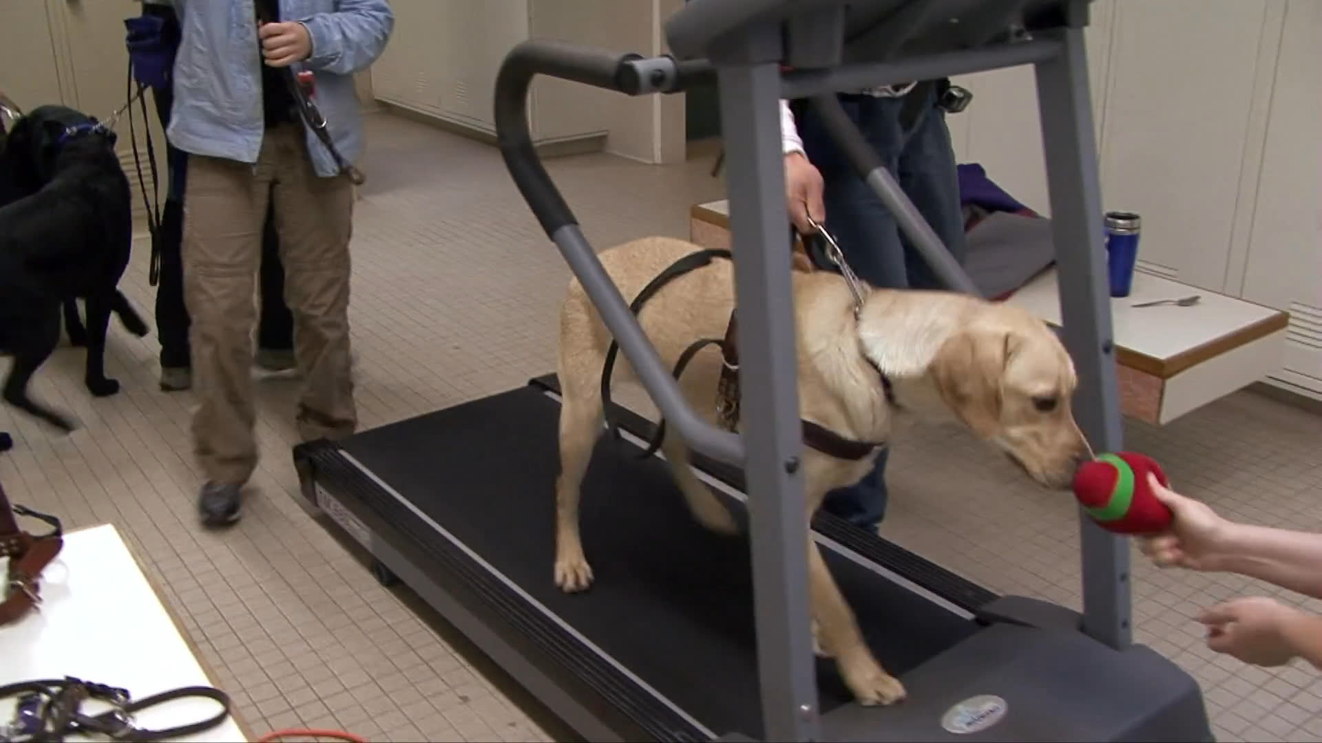 Trainers guide a yellow Labrador through treadmill exercise sessions within a specialized canine rehabilitation facility. Using positive reinforcement and treats, the team assists the dog in learning to walk comfortably on the equipment.