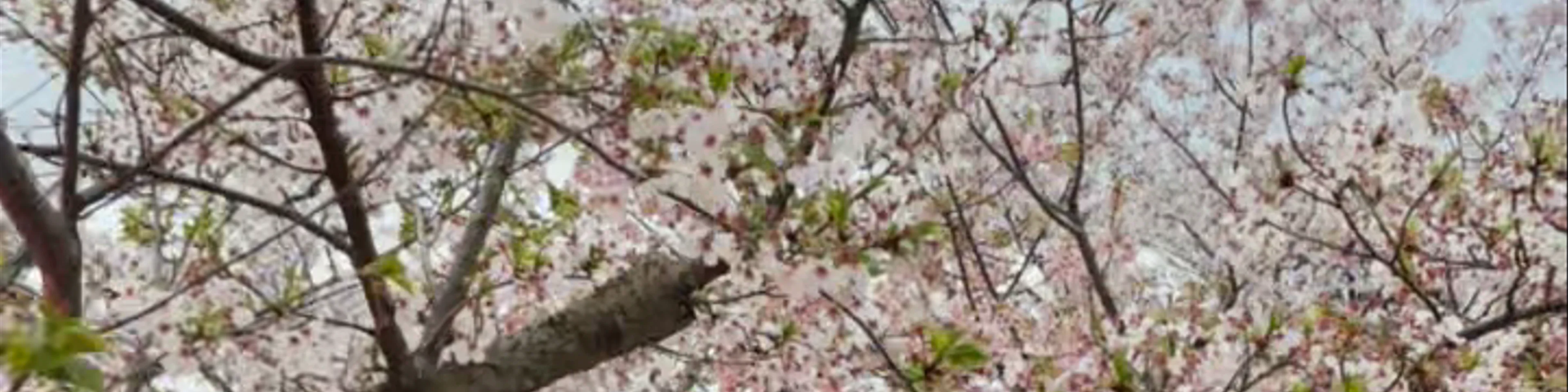 Maruyama Park