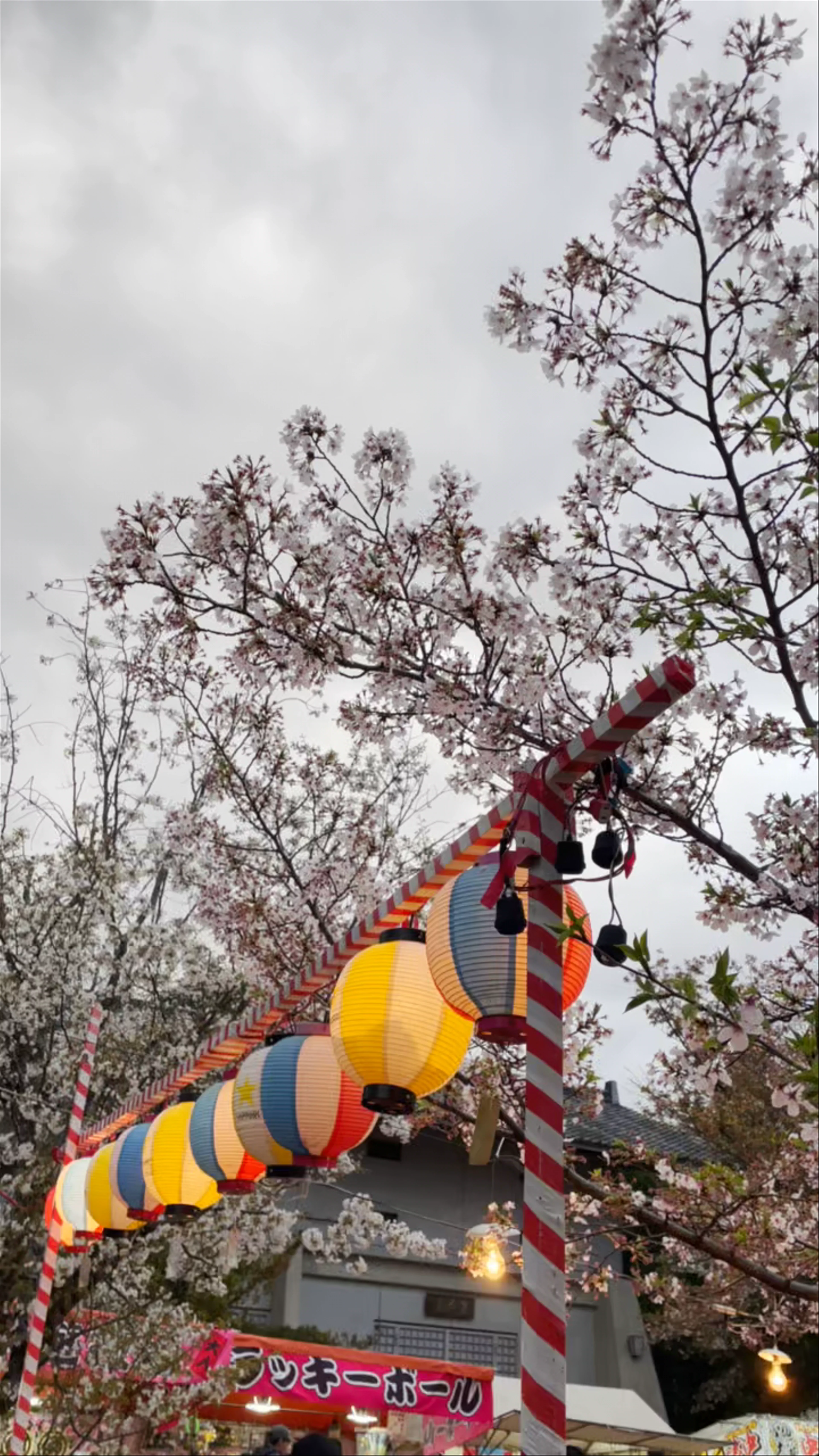Maruyama Park, Maruyamachō, Higashiyama Ward, Kyoto, Japan