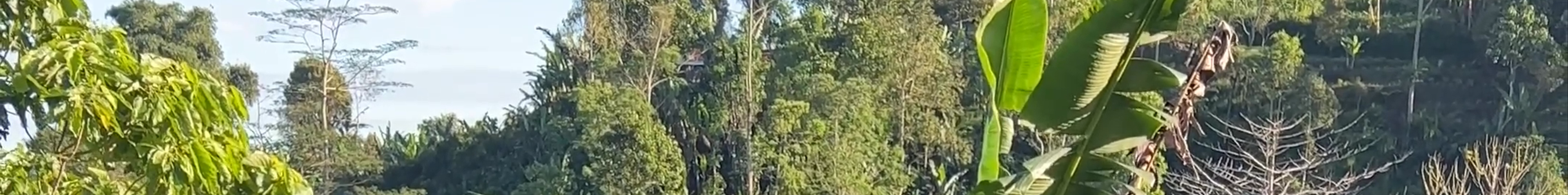 Tours & experiences in Singaraja