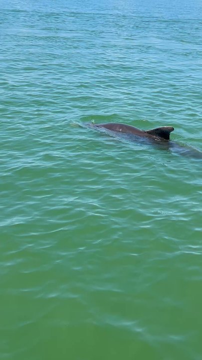 Florida Tiki Tours - Boat Charters Near Me - Madeira Beach, Florida