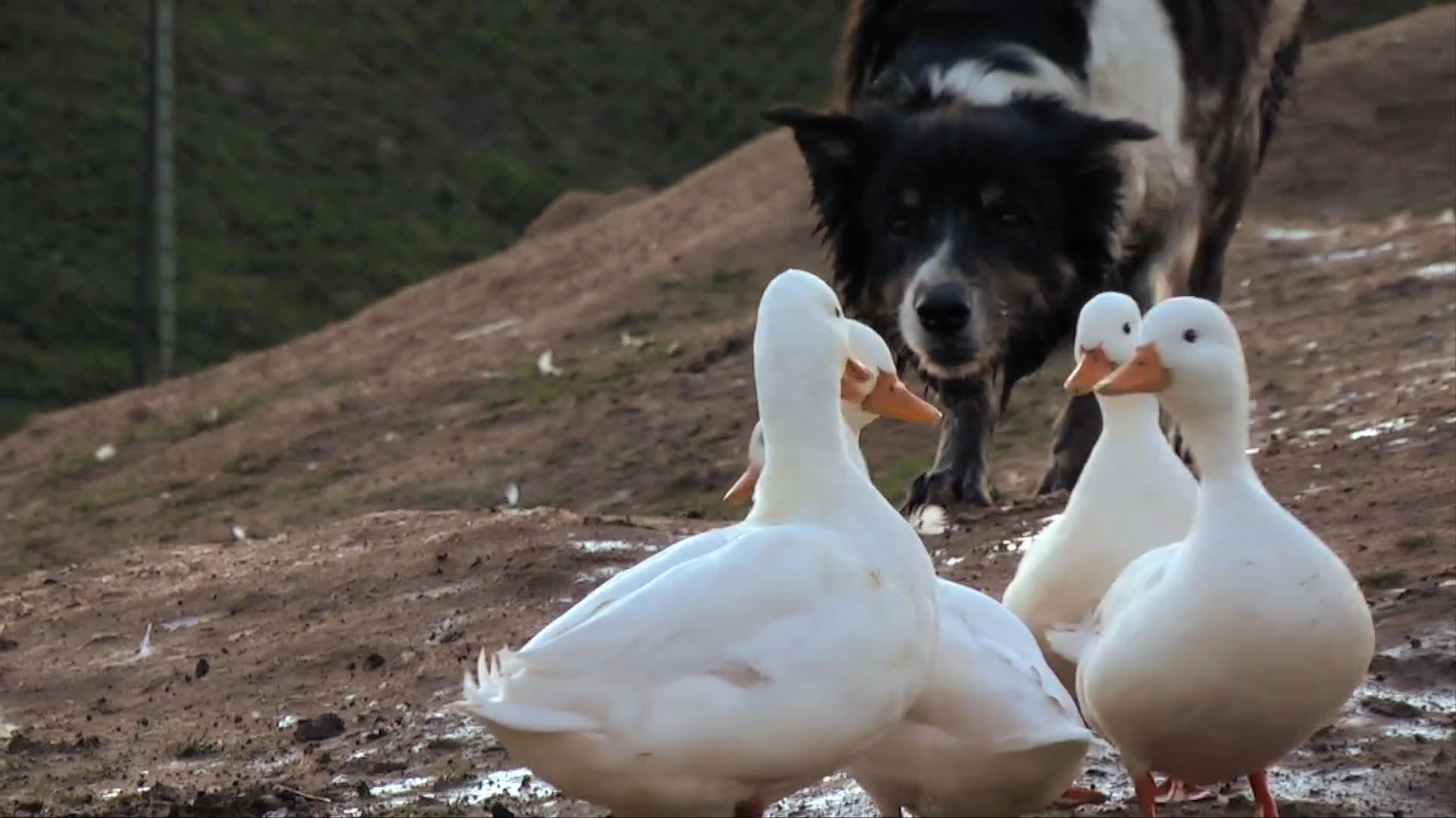 A trainer guides a border collie through an agility course while a man observes footage of the dog herding ducks in a field. The scenes alternate between technical training exercises and practical livestock management.