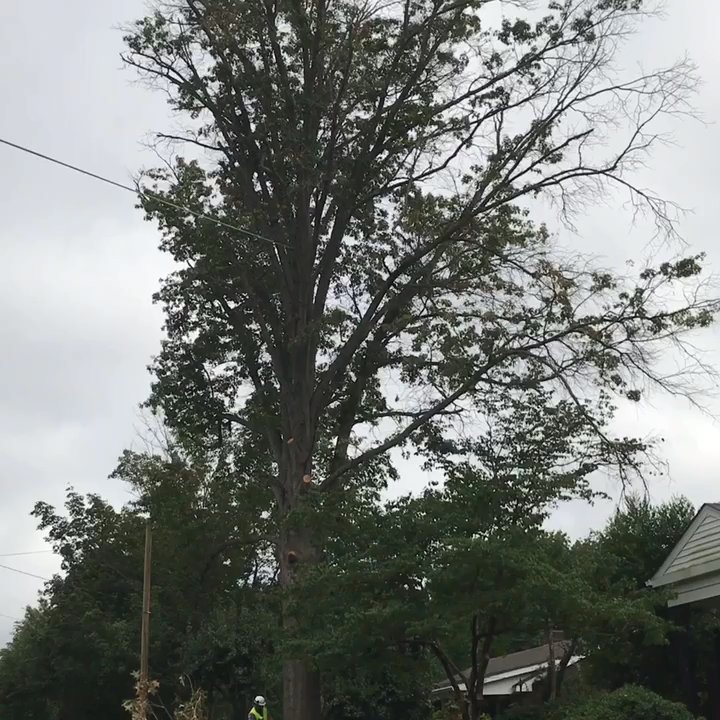 Franklin Tree Service - Removing a large Osk tree. - Tree Services Near Me - Franklin, Tennessee