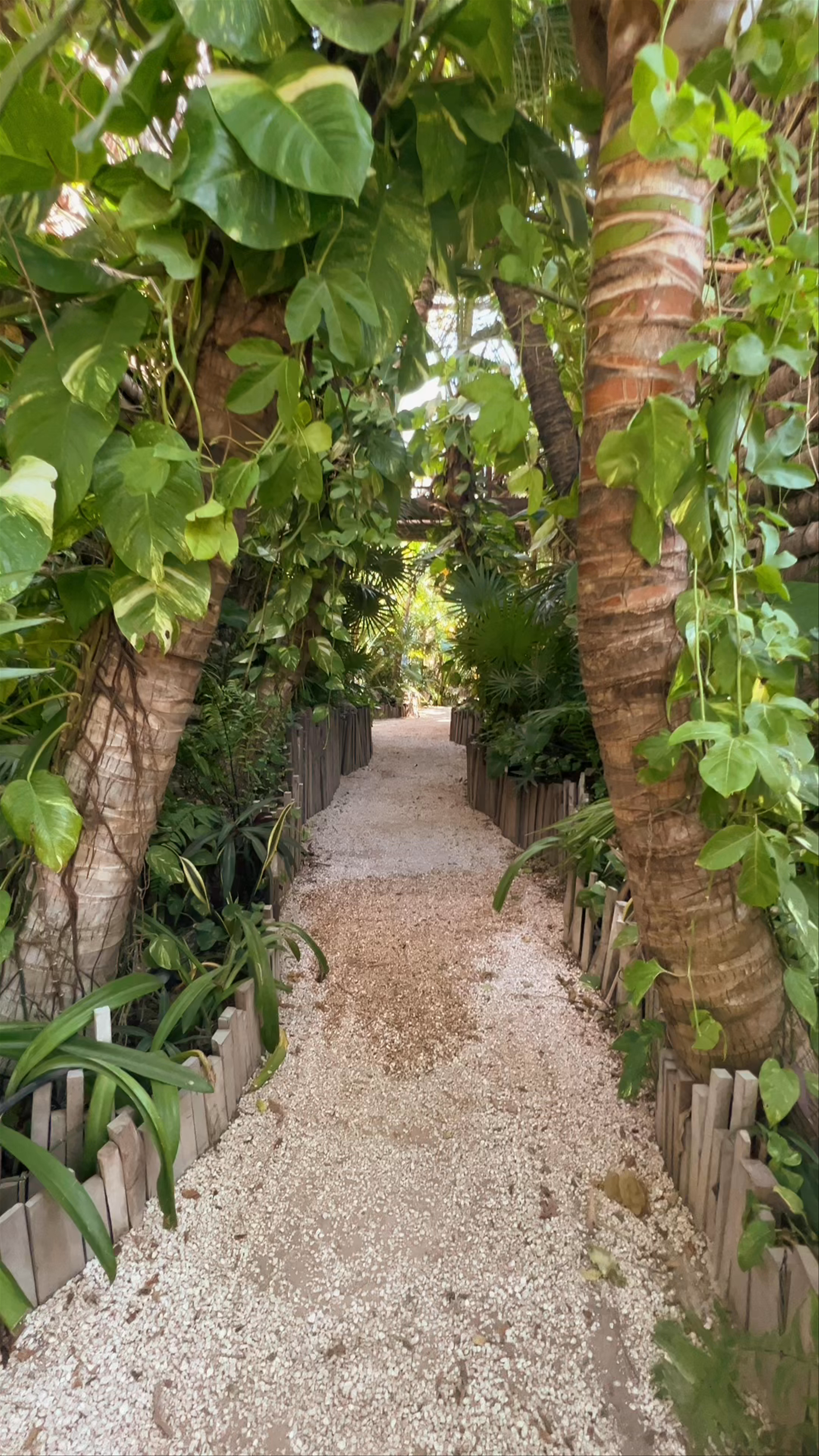 Serene Tropical Pathway at Enigmatic Beach Hotel, Isla Mujeres