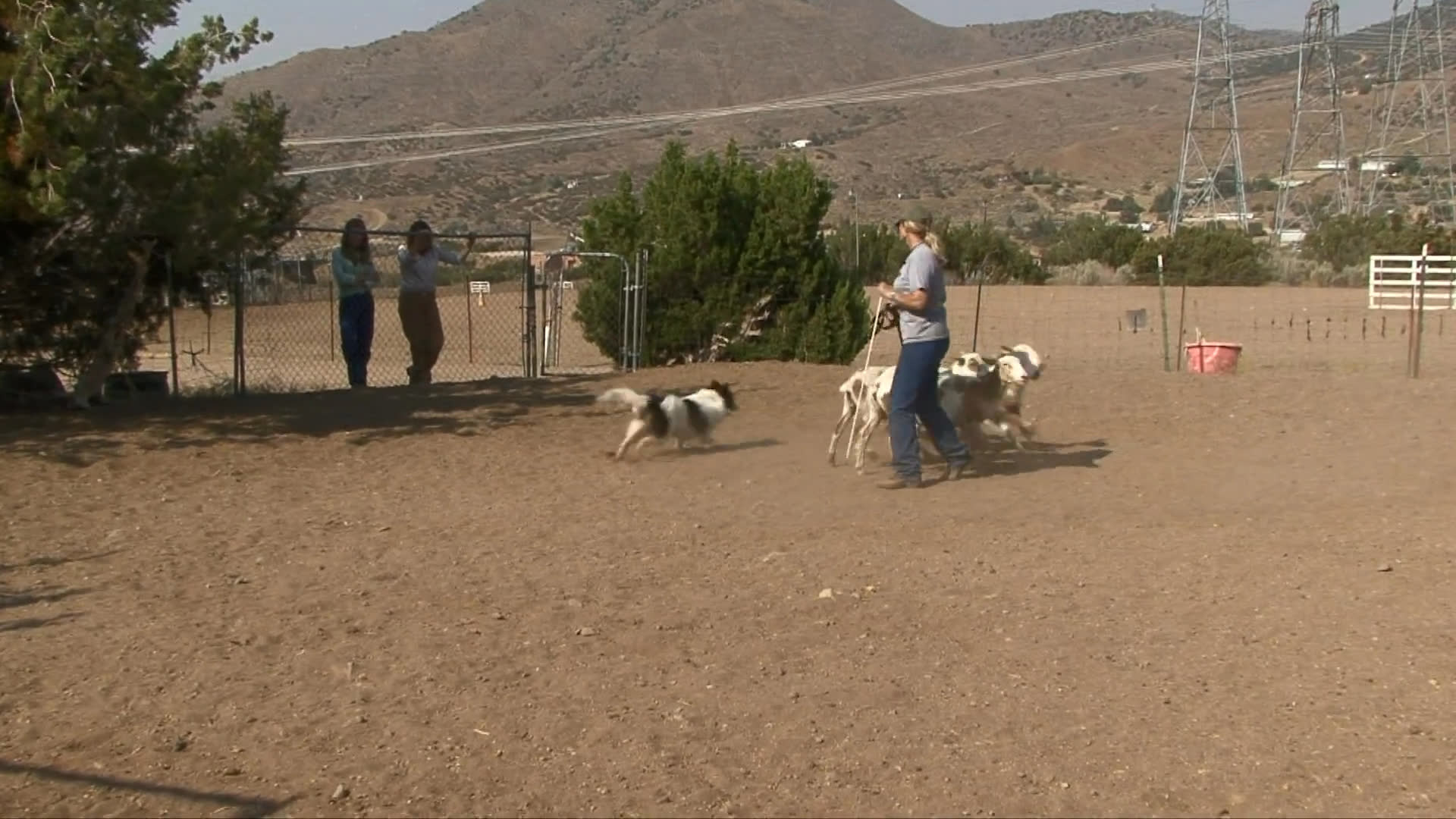 A trainer guides a border collie through structured herding exercises with a small group of goats in an outdoor training enclosure. The dog demonstrates precise movement and command responsiveness while maintaining control over the livestock.