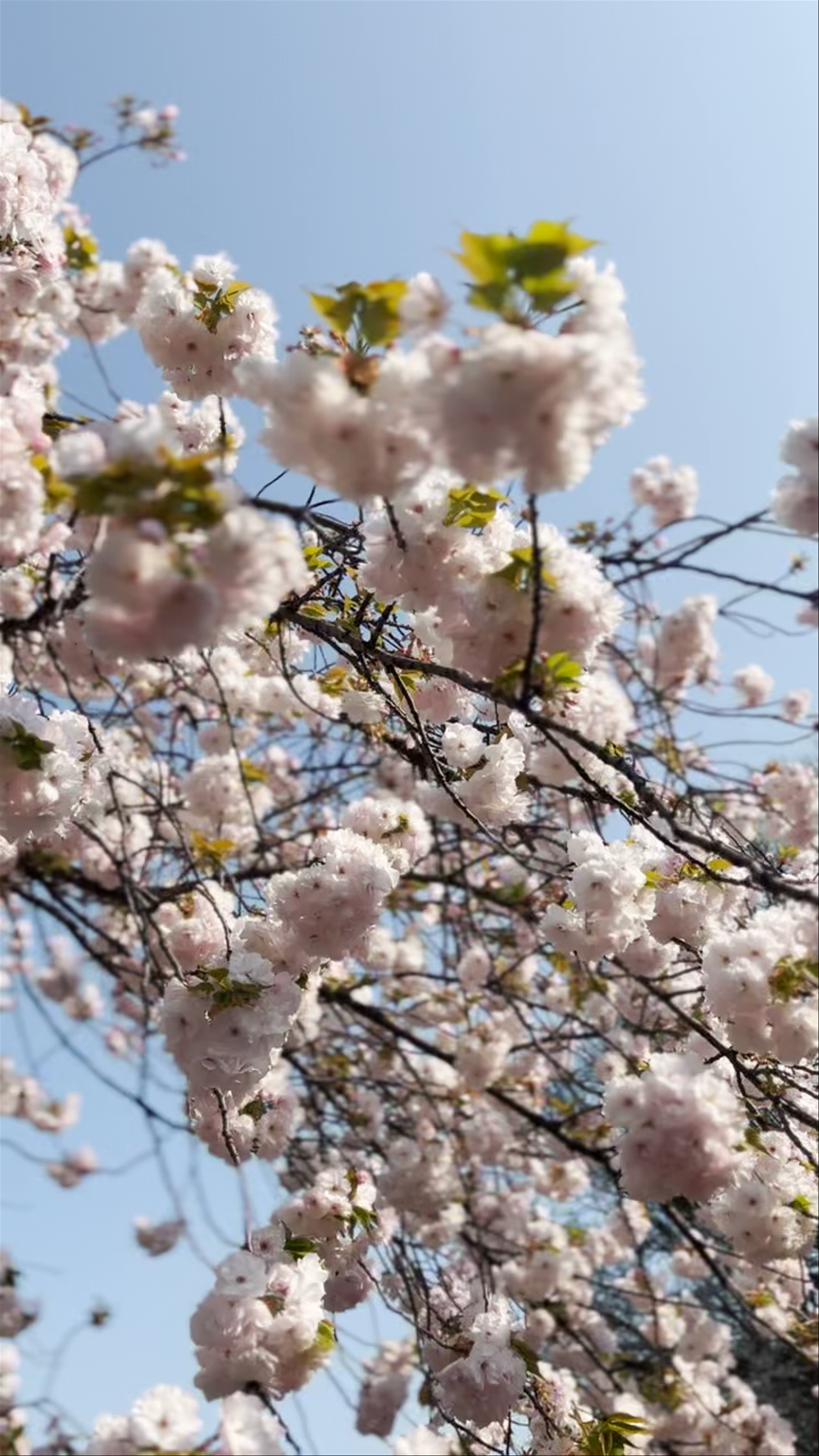 Spring Blossoms at Shinjuku Gyoen National Garden, Tokyo