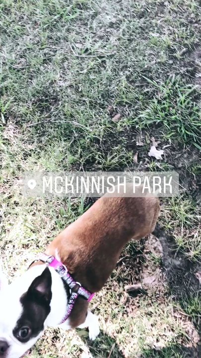 McInnish Park - Bella Bean having fun! - Parks Near Me - Carrollton, Texas