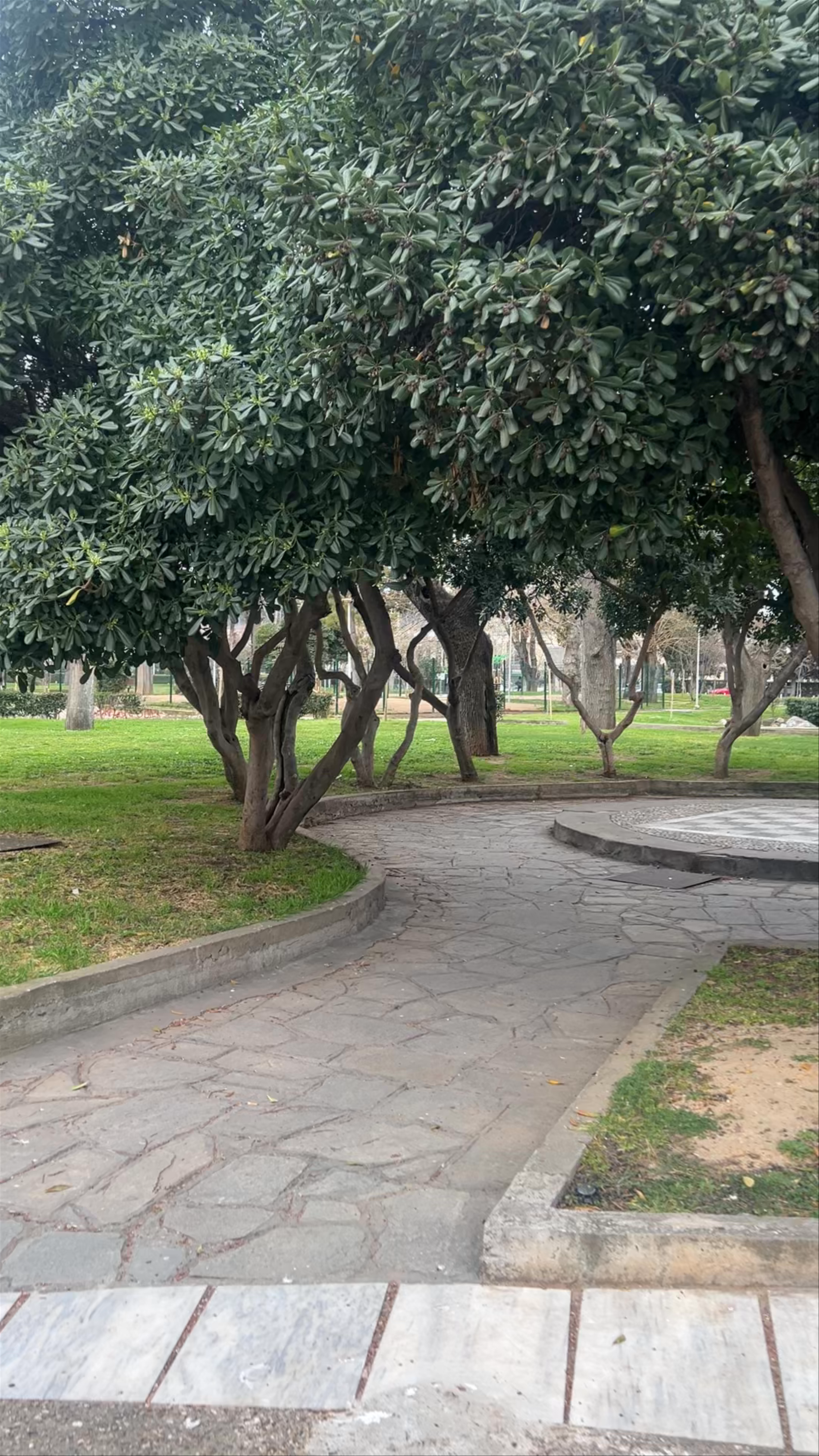 YMCA Park