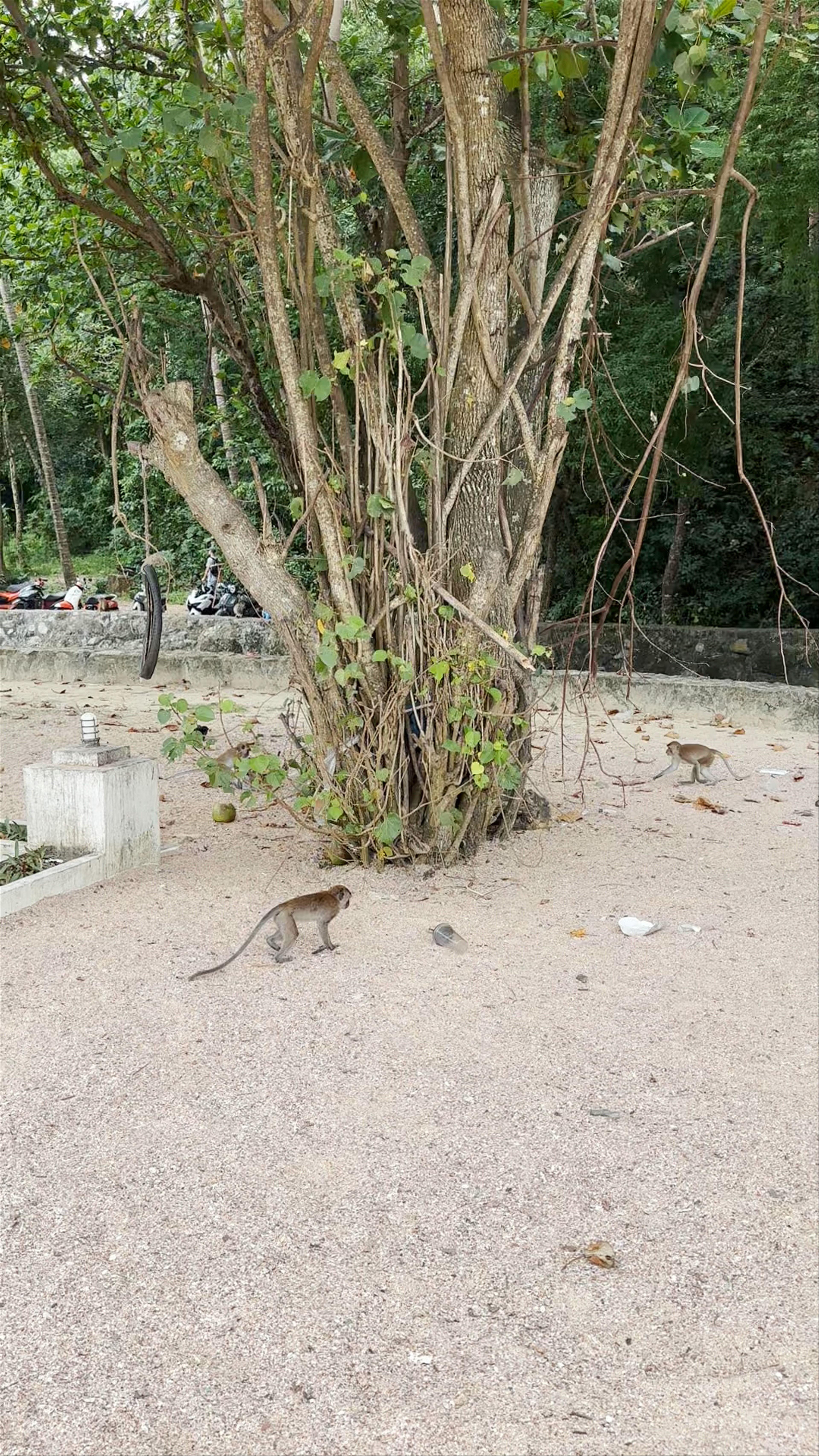 Sacred Shrine and Playful Monkeys at Ao Nang Beach, Krabi