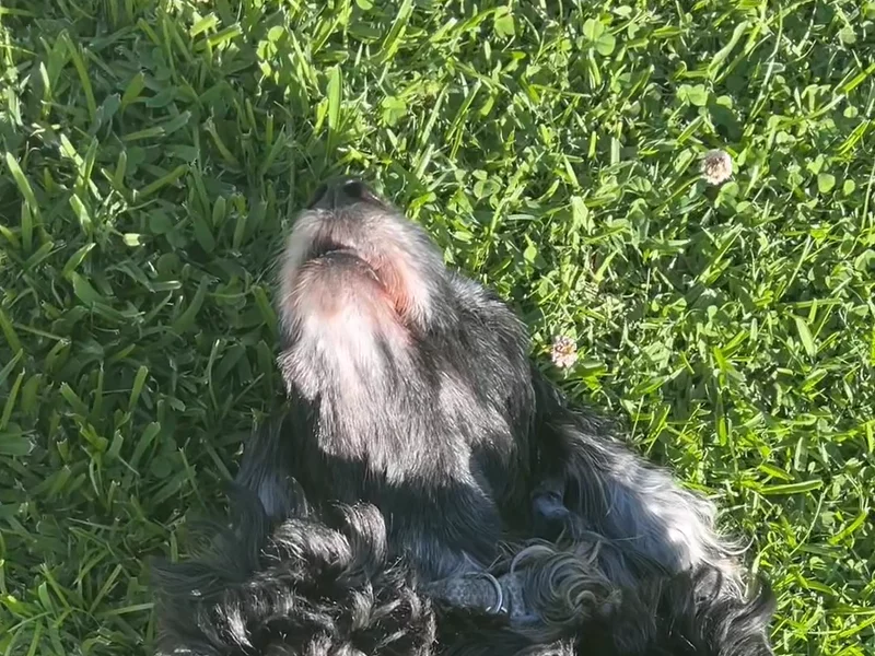 No More Bark