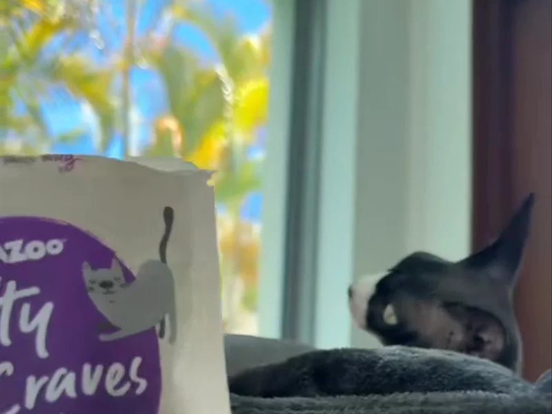 Kazoo cat treats