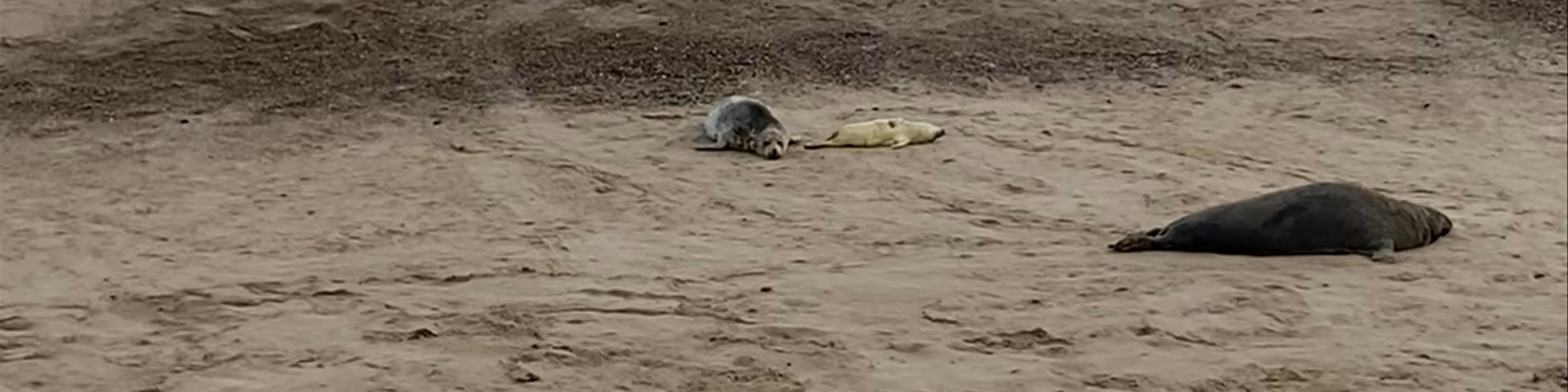 Great Yarmouth