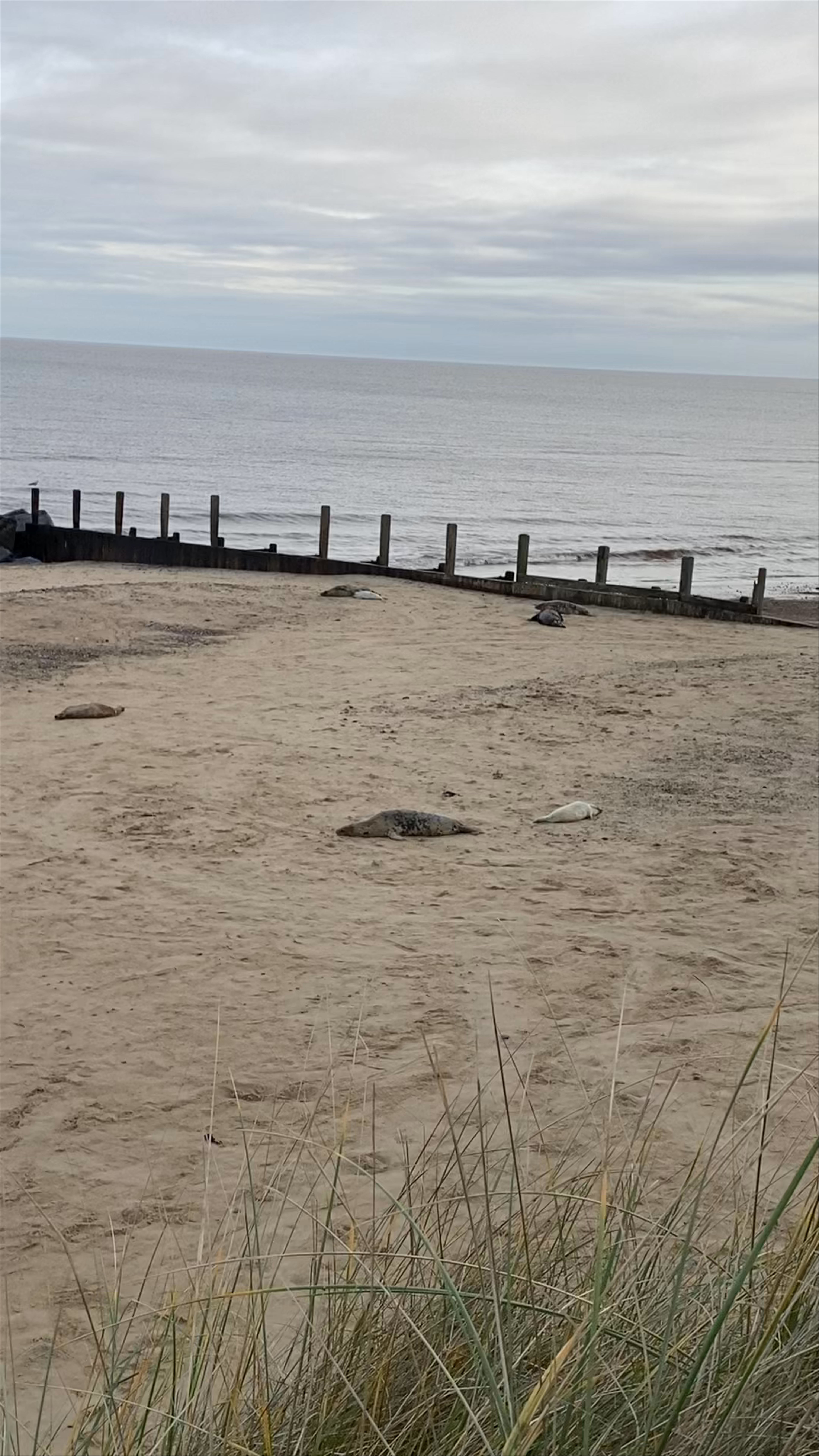Seals Relaxing on the Sandy Shore at Horsey Gap Beach, UK