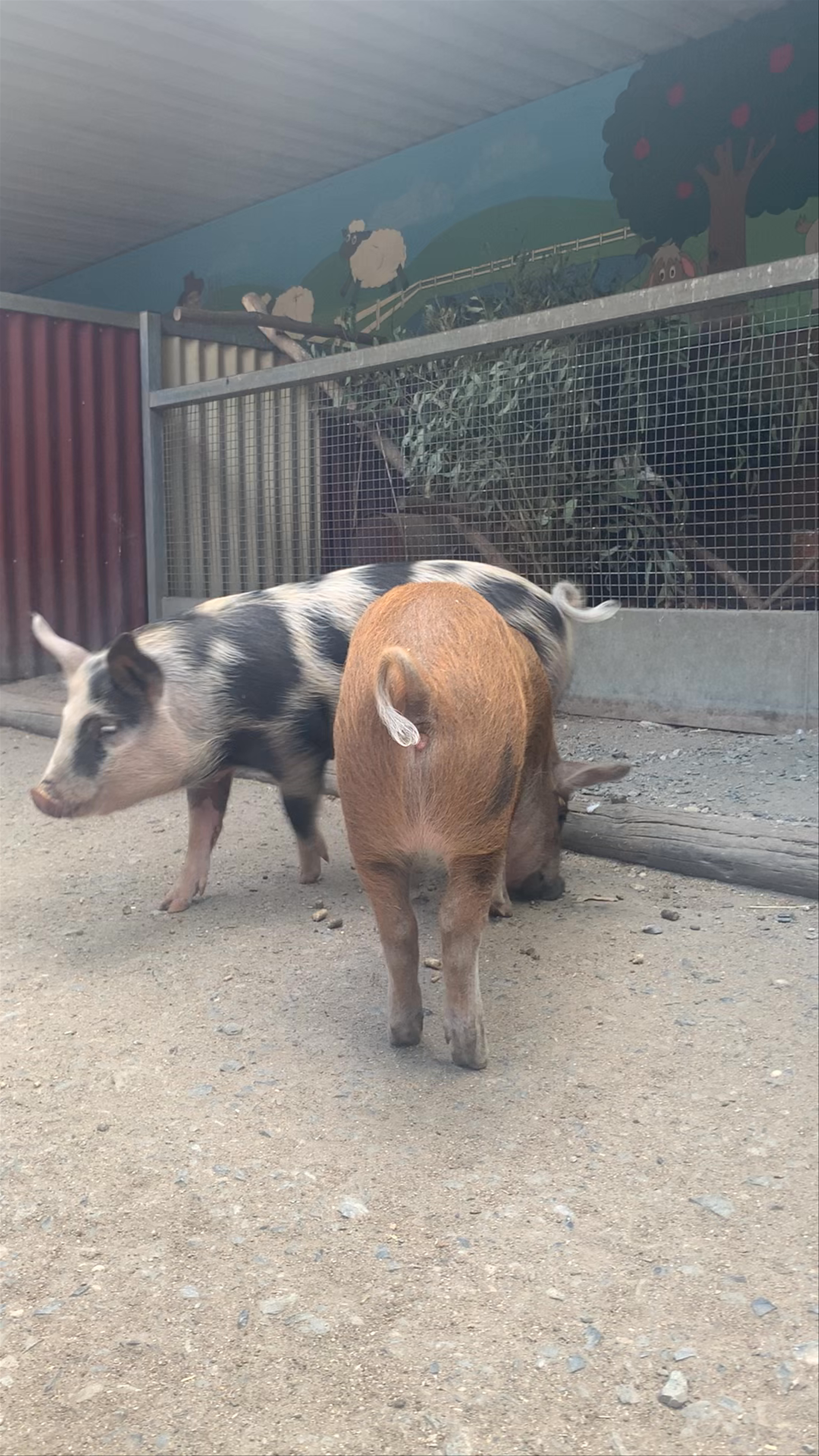 Charming Moments with Pigs and Goats at Gorge Wildlife Park
