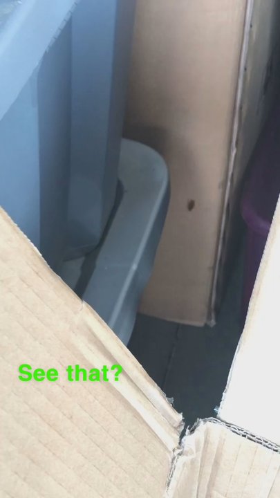 Storage Solutions - Roach not even scared of people or box moving into storage.  They don't spray enough. - Self Storage Near Me - Lumberton, North Carolina