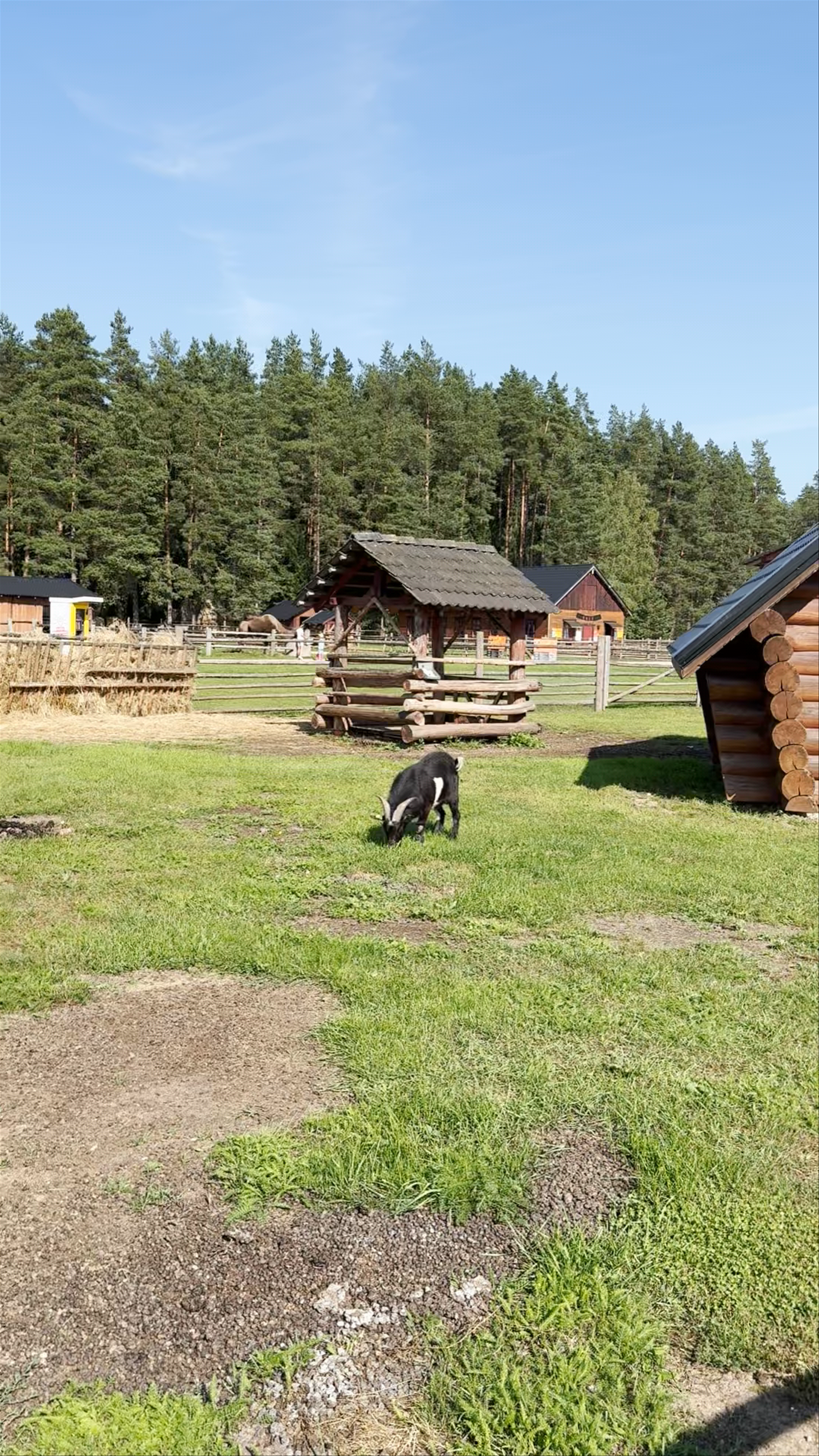 Rakši ZOO: A Peaceful Day with Goats in Latvia’s Countryside
