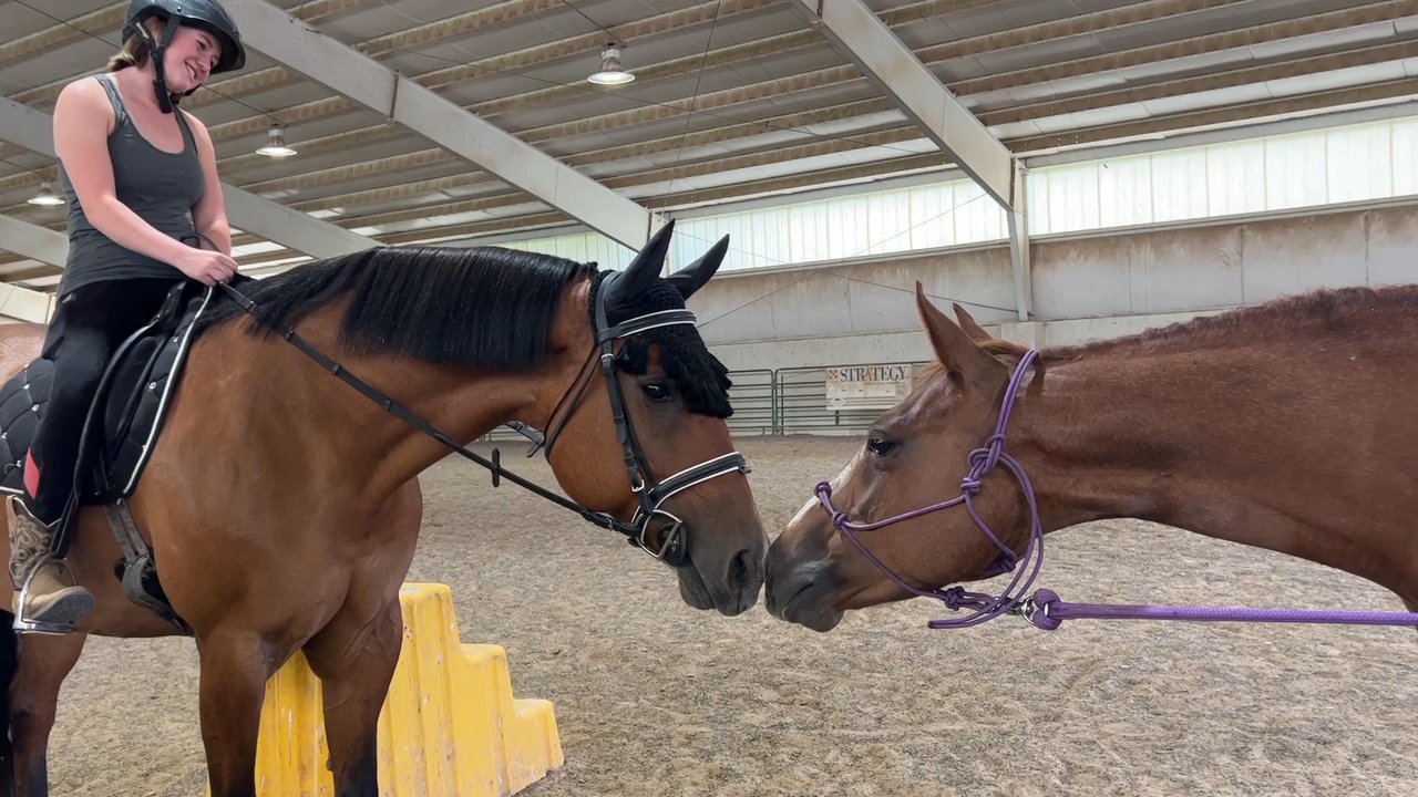 Silver Quarter Acres - Good friends, lovely indoor arena - Horse Boarding Near Me - Golden, Colorado