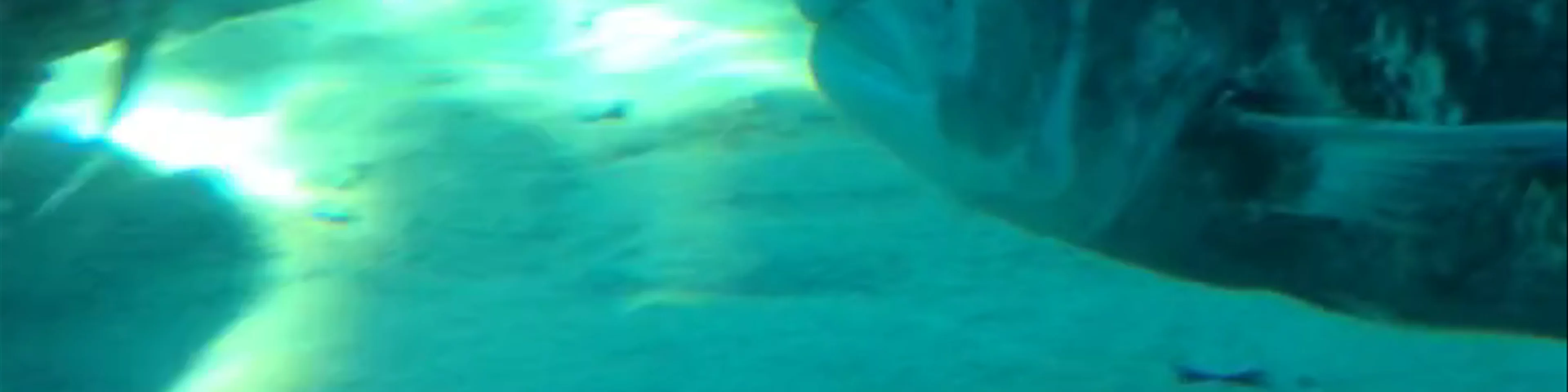 Two Oceans Aquarium