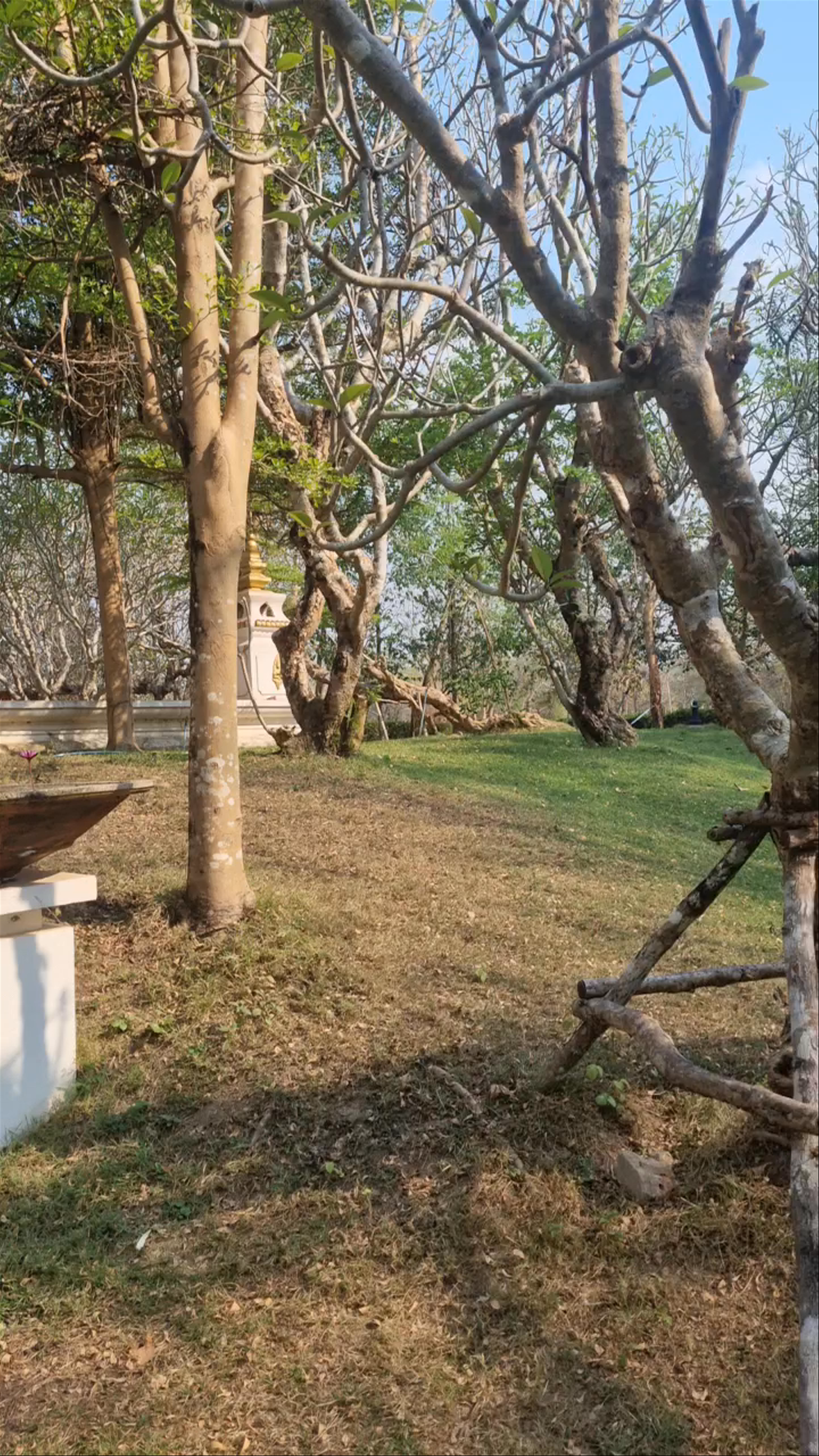 Manikhoth Sacred Tree