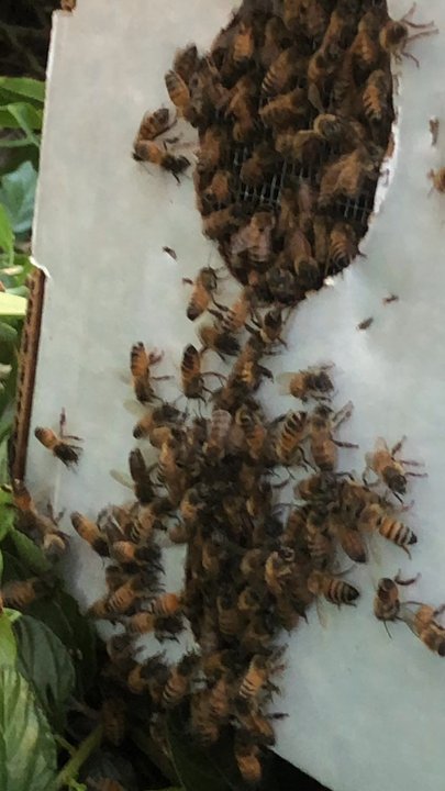 Bee Wild Collective - Honey Near Me