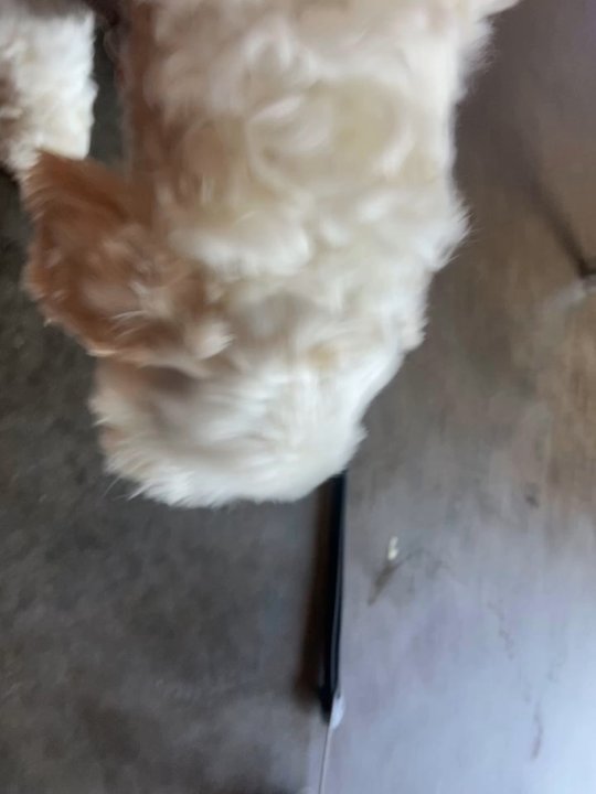 Beth's Burger Bar - Dog friendly - Burgers Near Me - Orlando, Florida