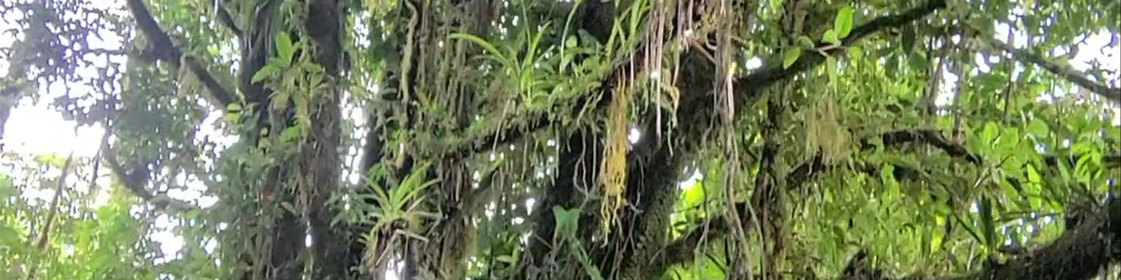 Cañas