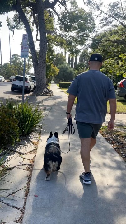 Active K9 Services - Loose leash walking - Pet Training Near Me
