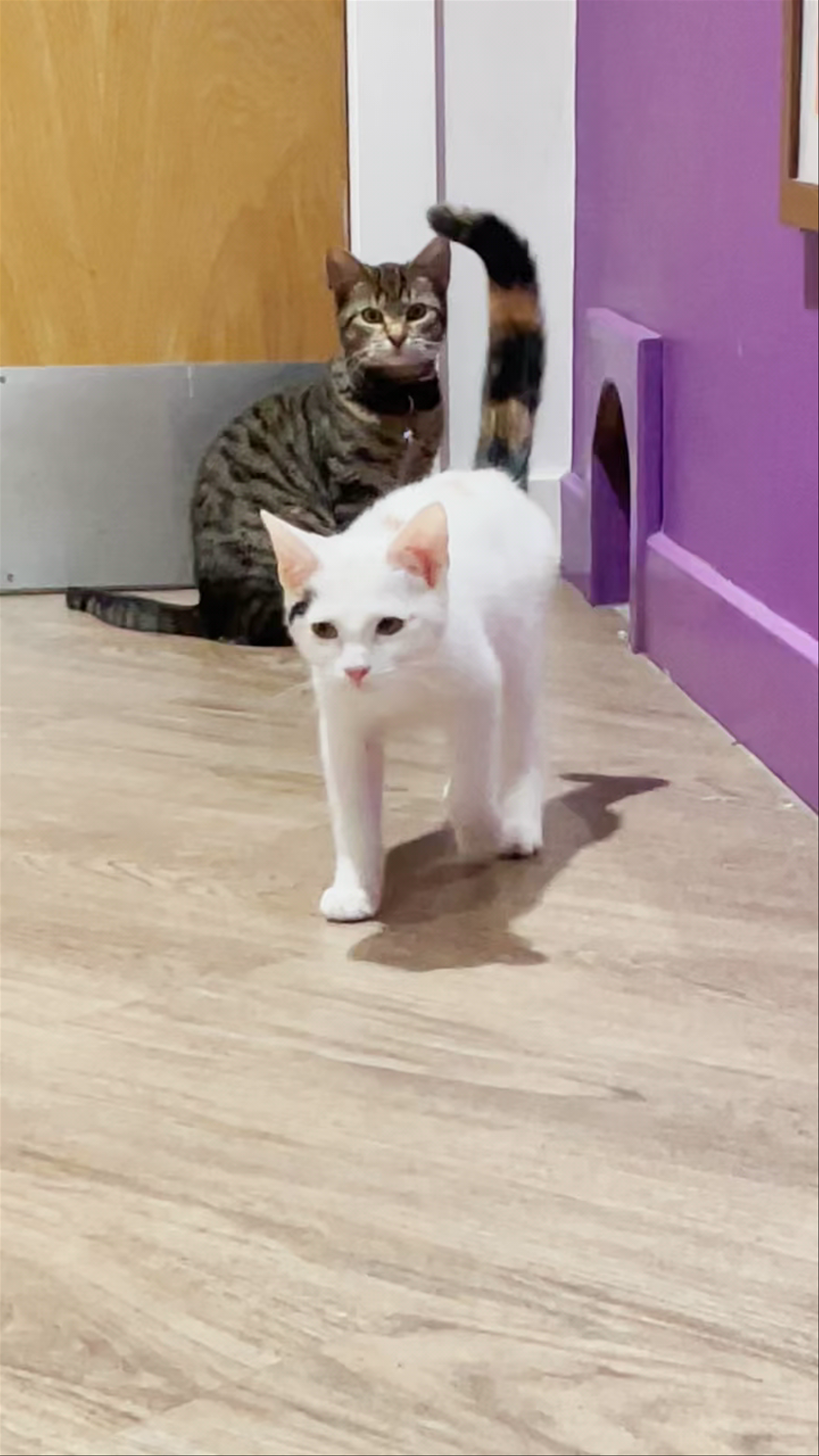 Kitty Cafe