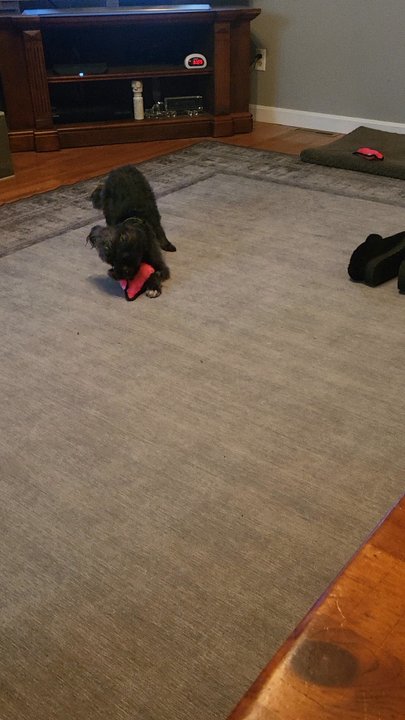 Paws4Survival Rescue - Pet Adoption Near Me - Marshfield, Massachusetts