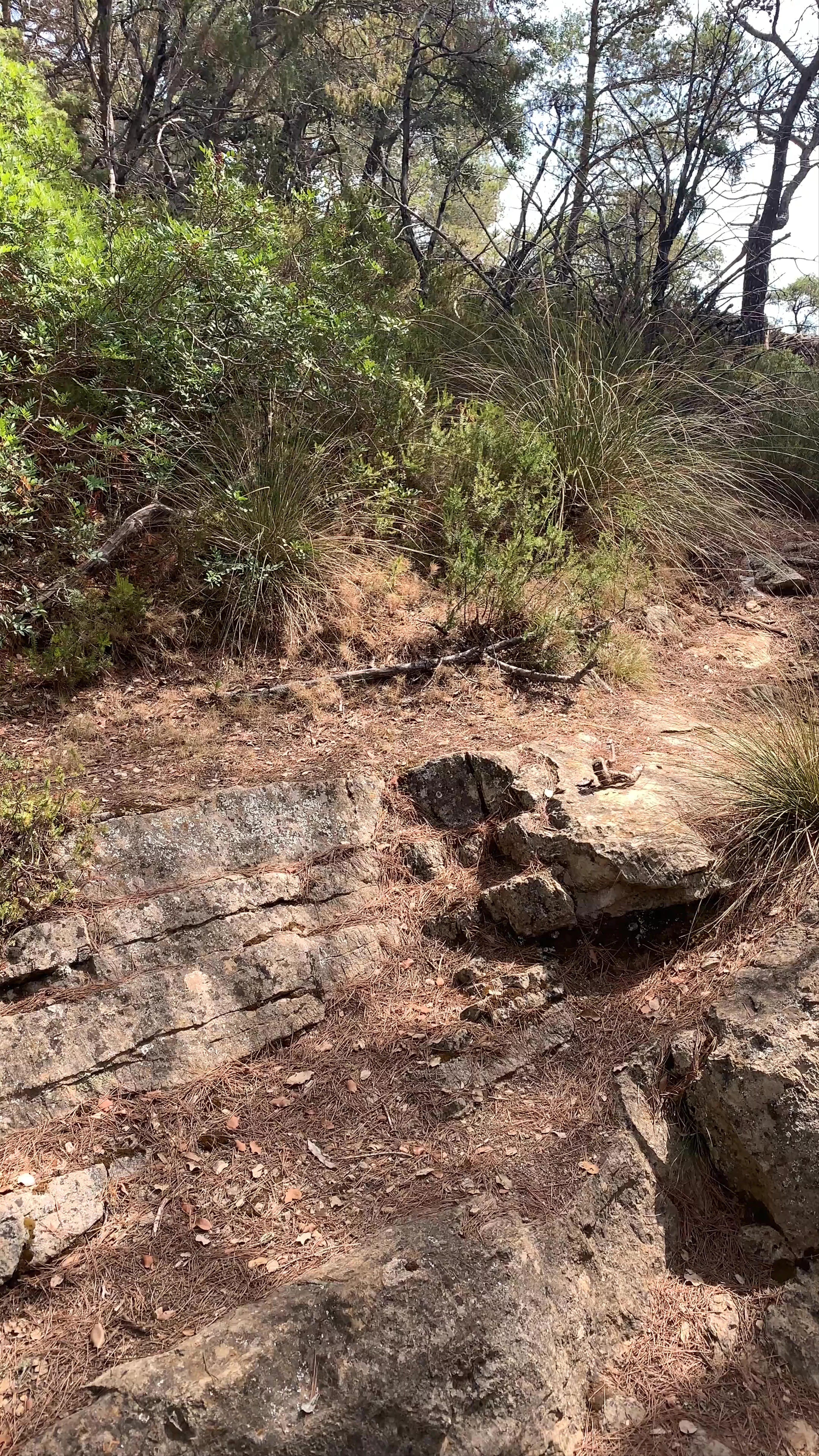 Camí de s'Arxiduc, Carrer de les Oliveres, Valldemossa