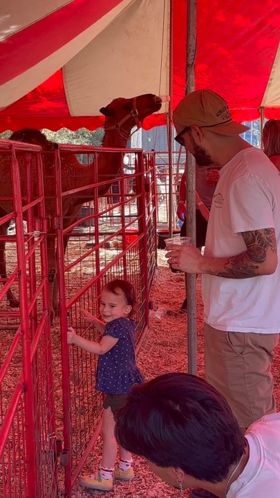 Uhland Fall Festival - Sneaky camel will take your whole cup lol - Festivals Near Me - Kyle, Texas