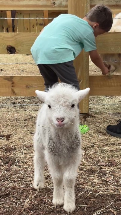 The Fluffy Cow Cafe - Petting Zoos Near Me - St. Augustine, Florida