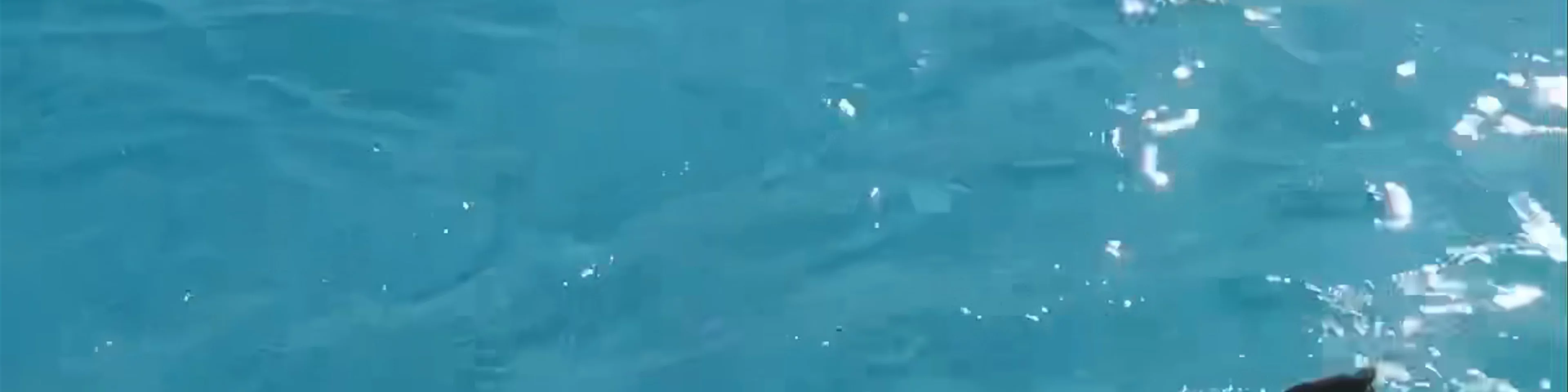 Pig Beach