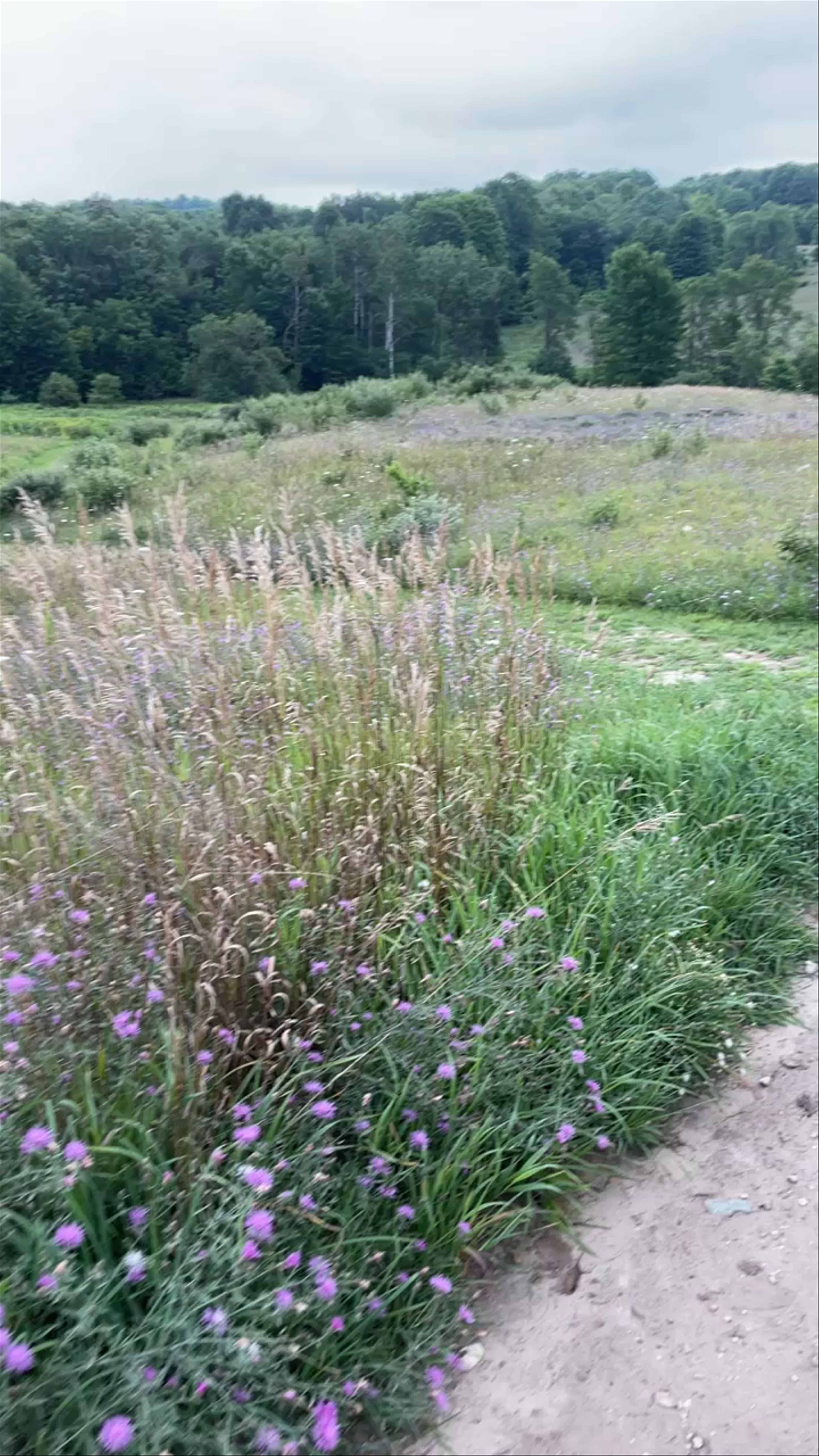 Strolling through lavender fields 