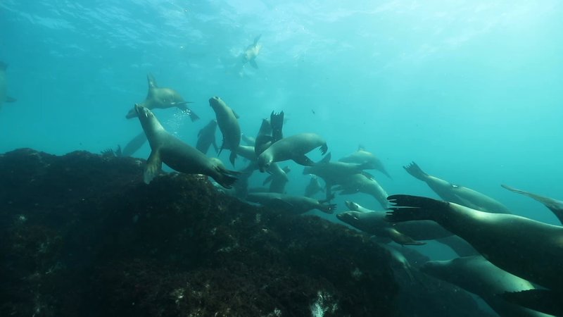 Sea Lion Colony poster