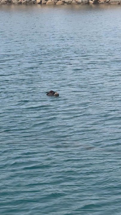 Chablis Cruises - Boat Charters Near Me - Morro Bay, California
