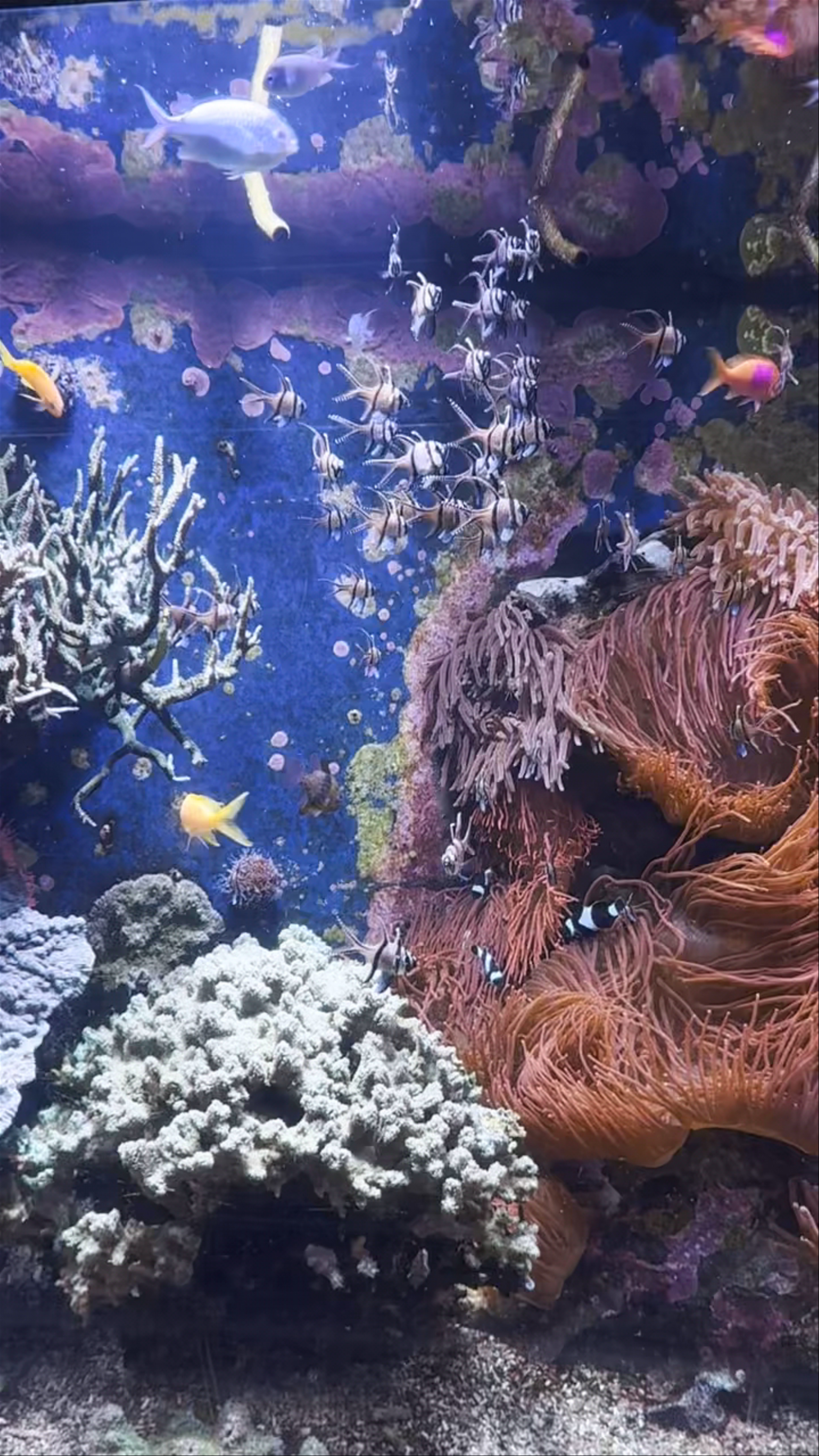 Aquazoo Löbbecke Museum Düsseldorf: Underwater Marvels in Nordrhein-Westfalen