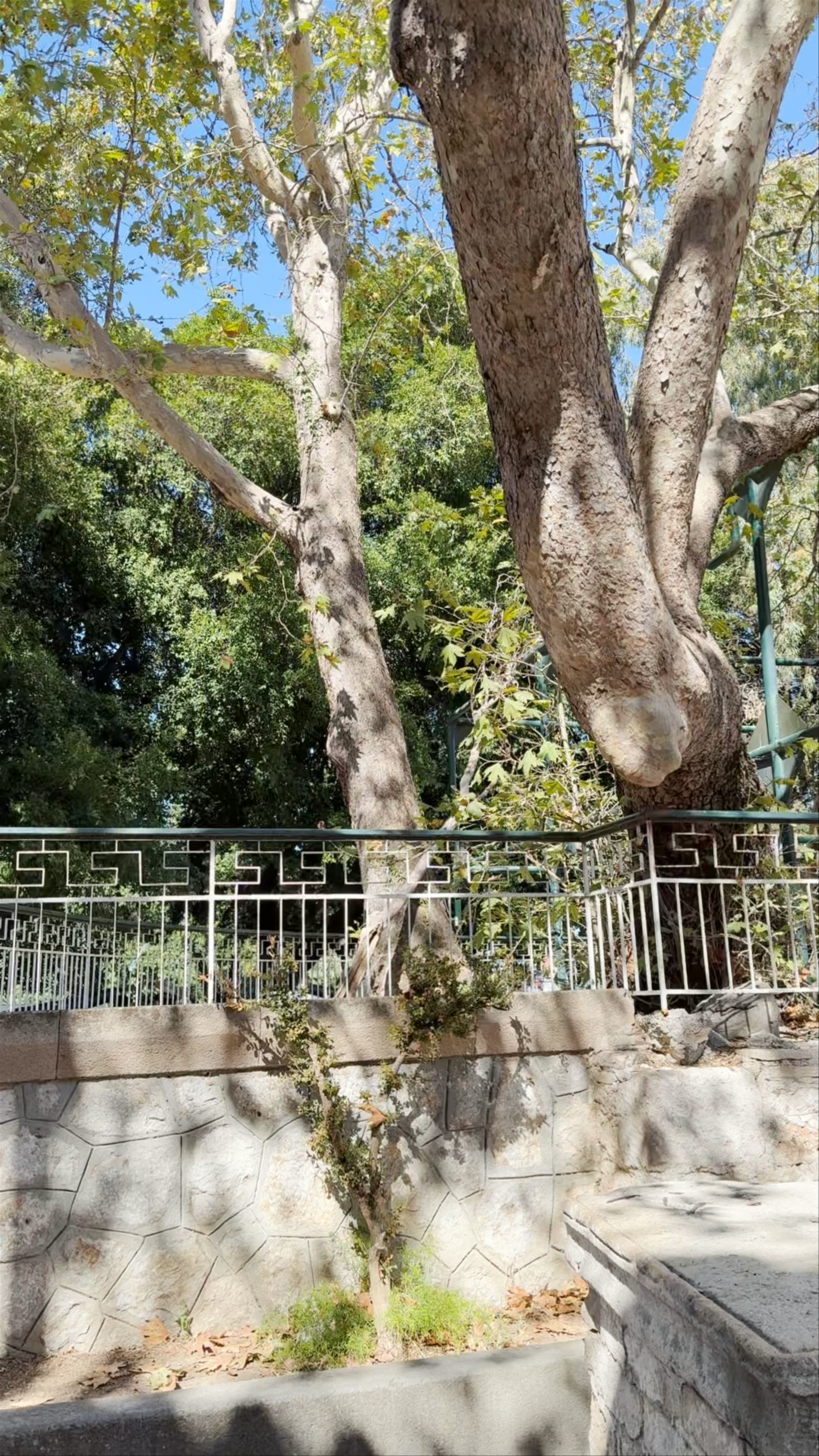 Platanos of Hippocrates: Tranquil Historic Escape on Kos Island