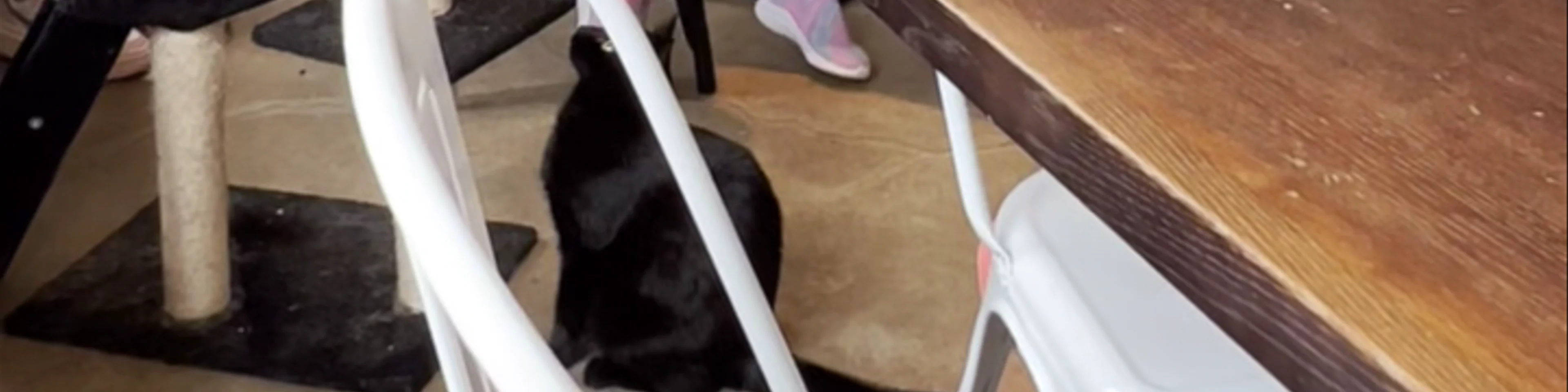 Cat Cafe Nurri