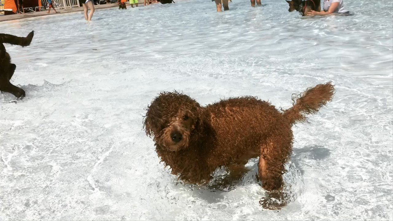 Hawaiian Falls Mansfield - Hounds at Hawaiian Falls! - Water Parks Near Me - Mansfield, Texas