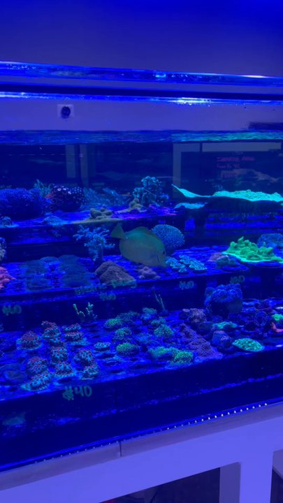 Living Reef - Aquarium Services Near Me - Orlando, Florida