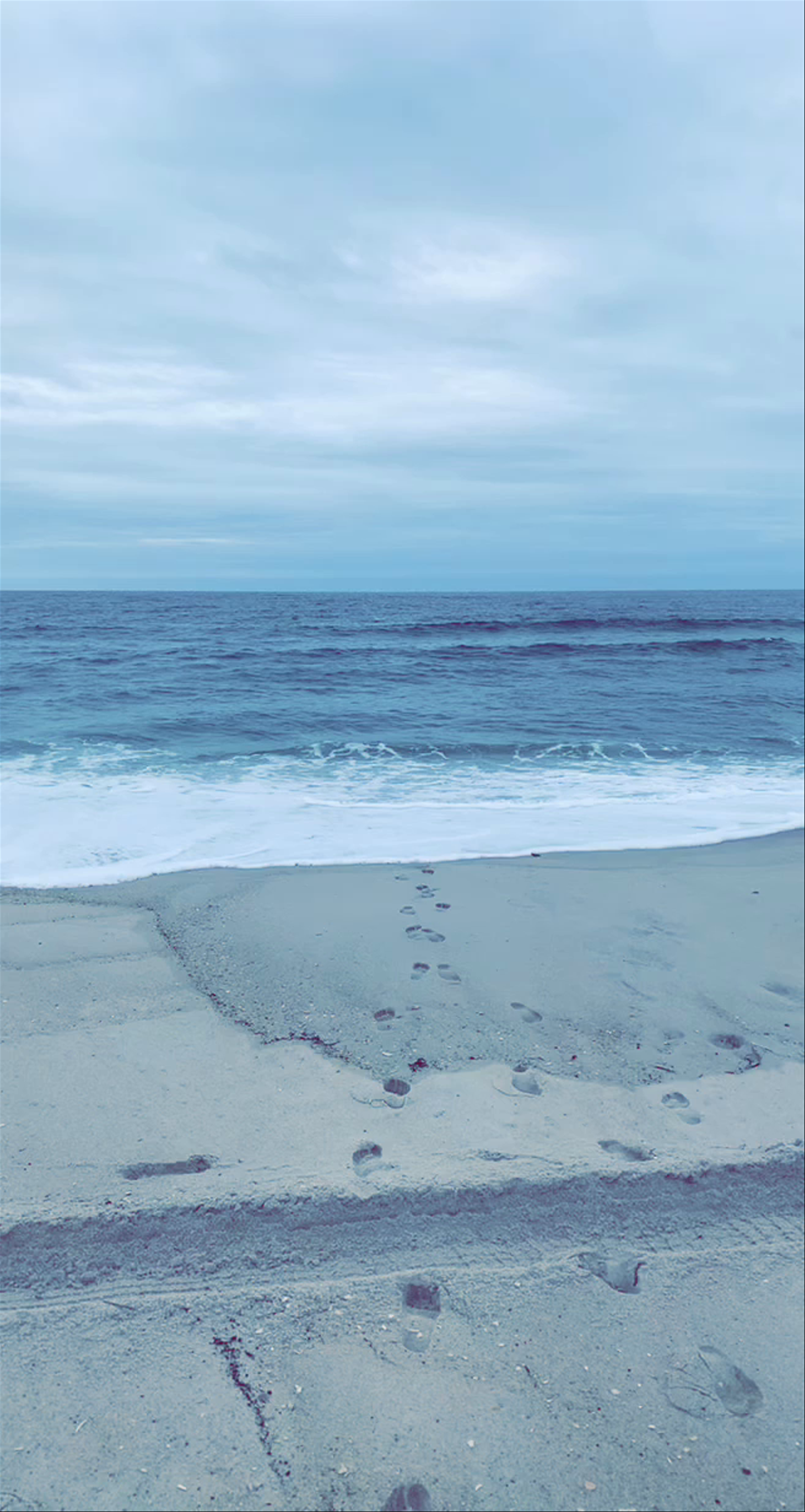 Dolphins at Gilgo Beach!