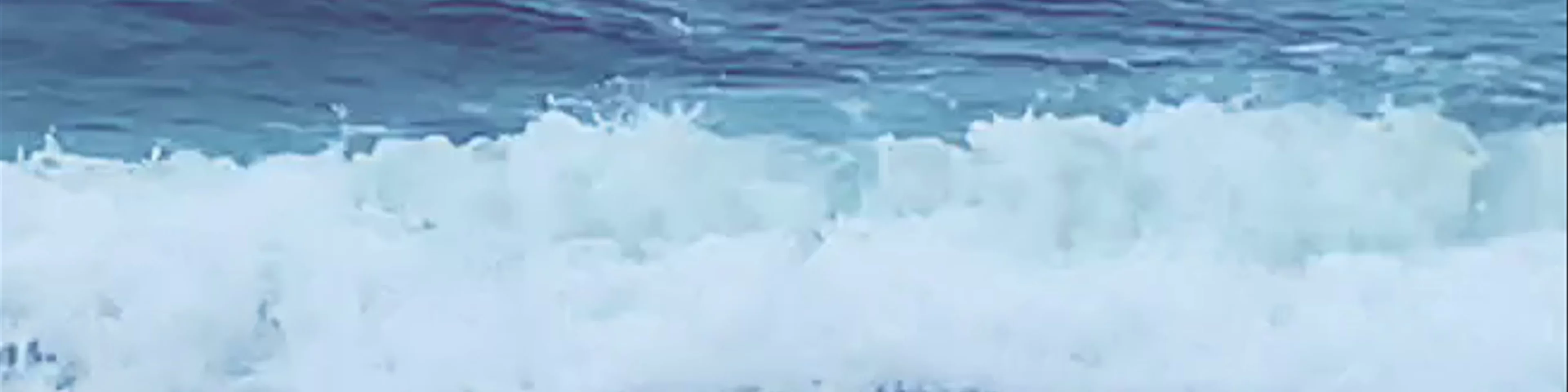 Dolphins at Gilgo Beach!
