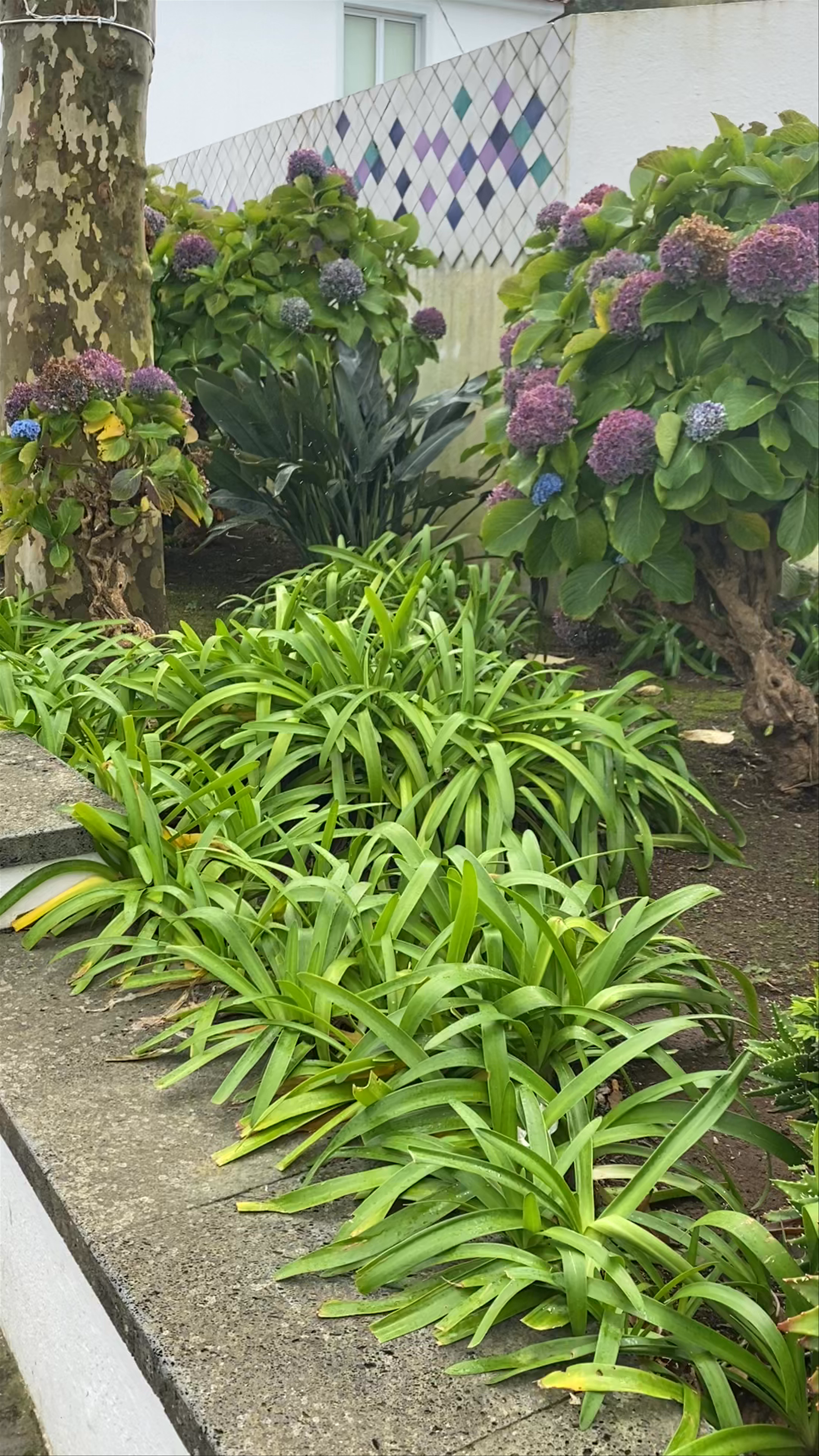 Busto de MANUEL AUGUSTO DE AMARAL