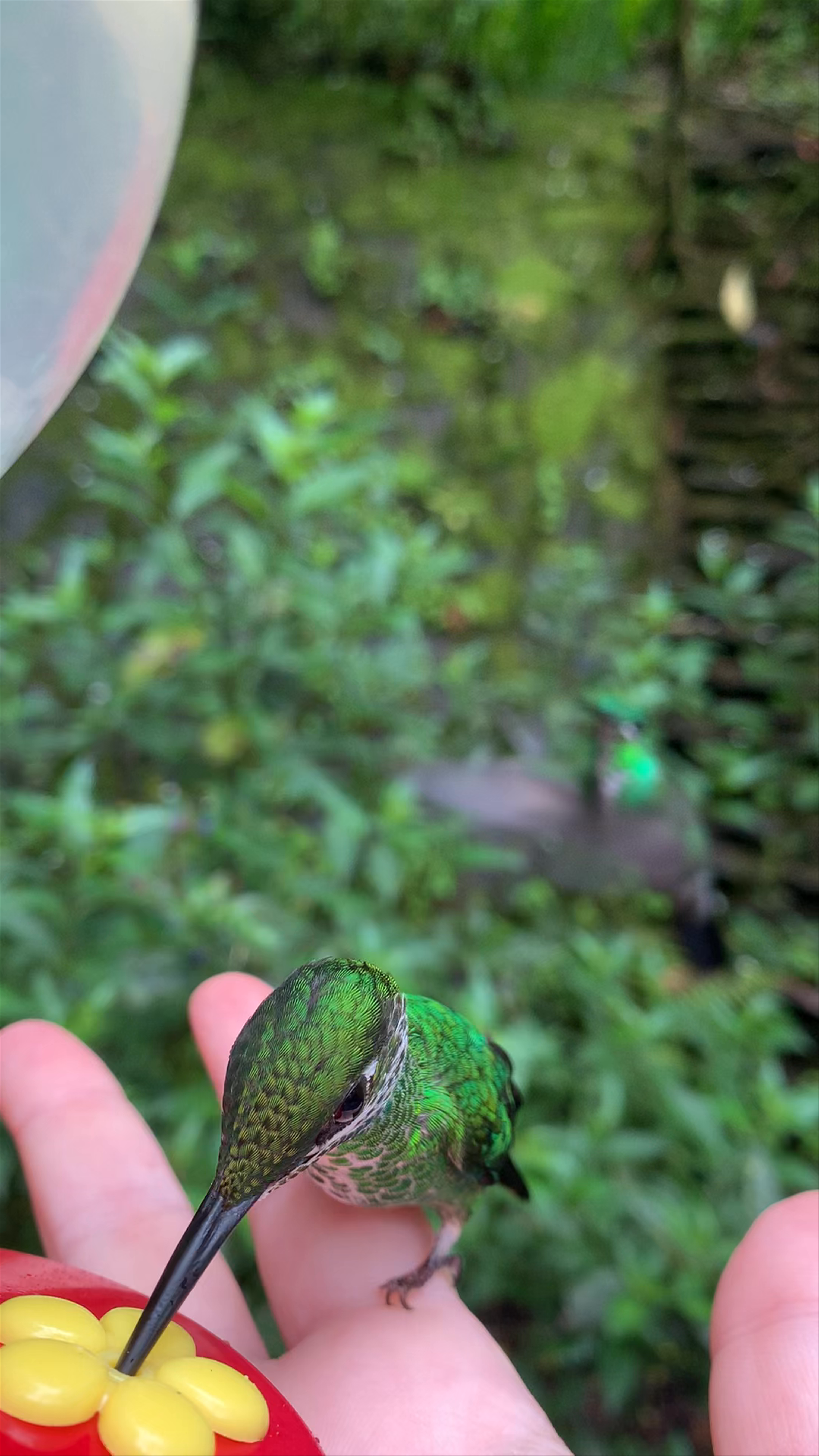 Selvatura Adventure Park