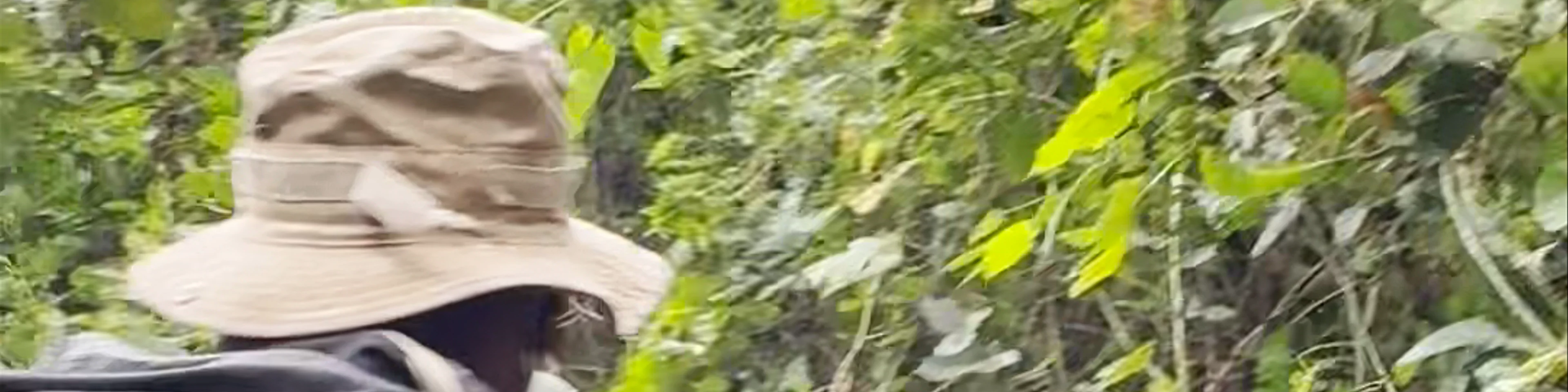 Ruhija Gorilla Trekking Camp - Trekking Gorillas