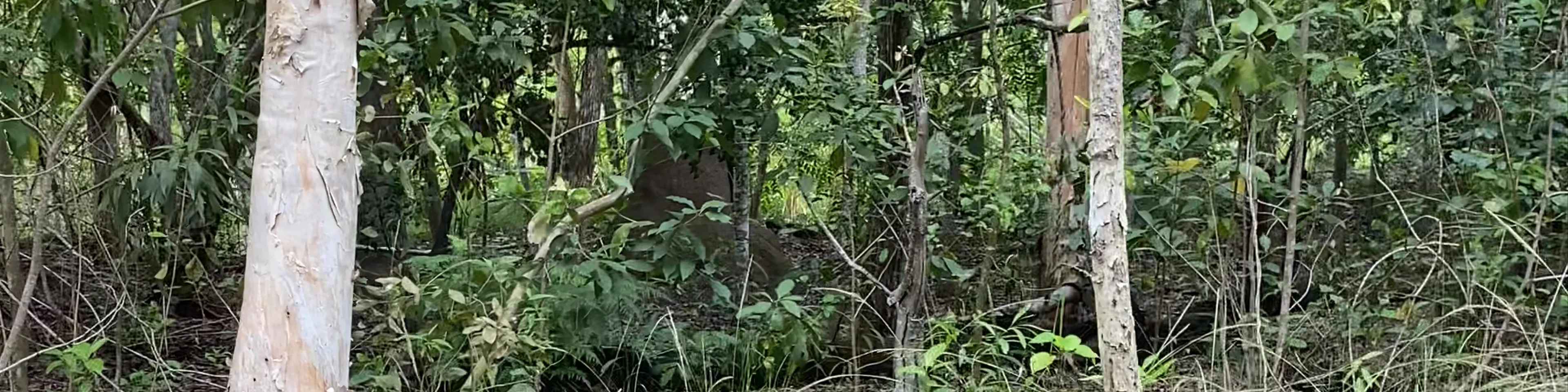 Hartley's Crocodile Adventures