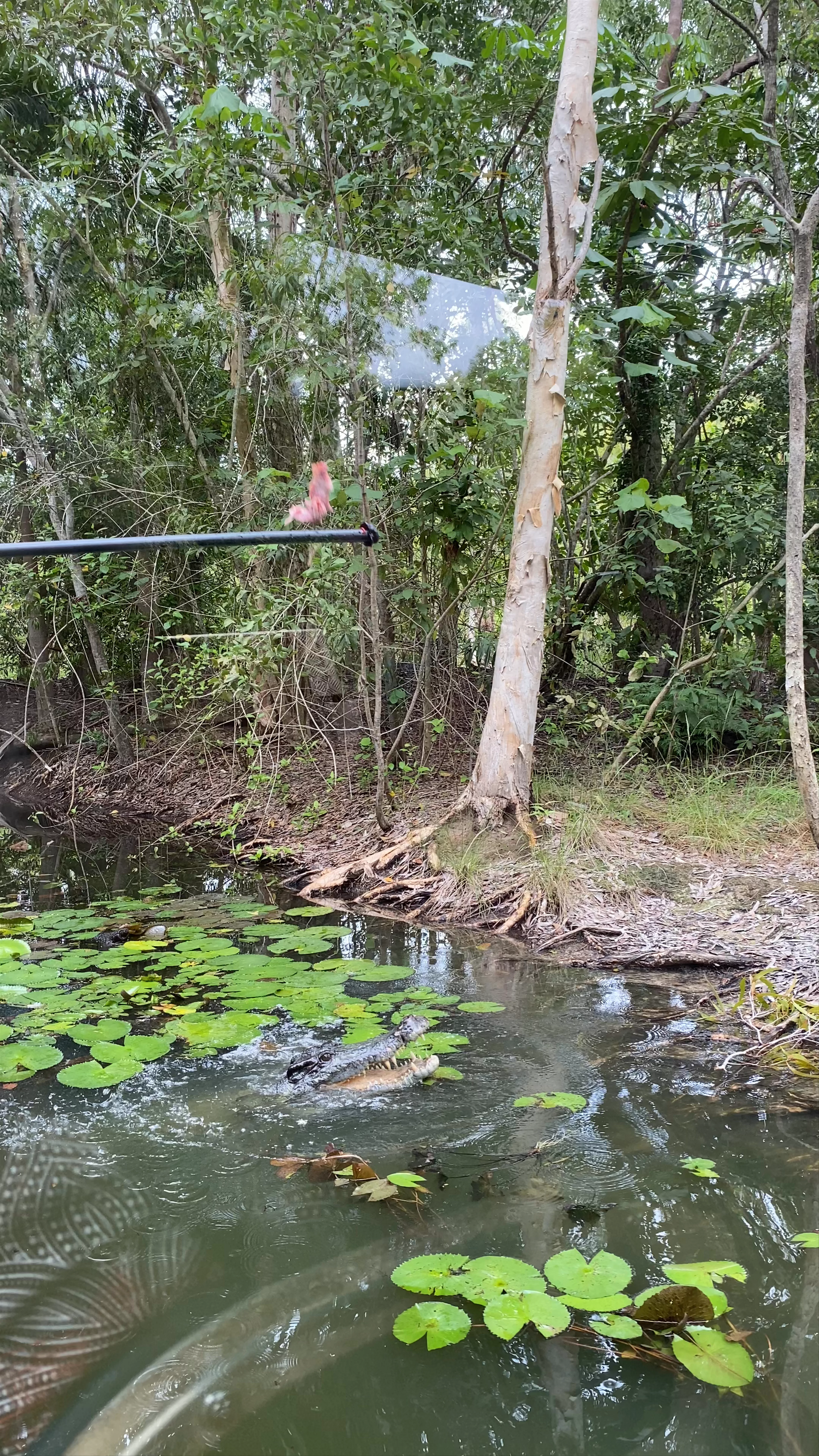 Hartley's Crocodile Adventures