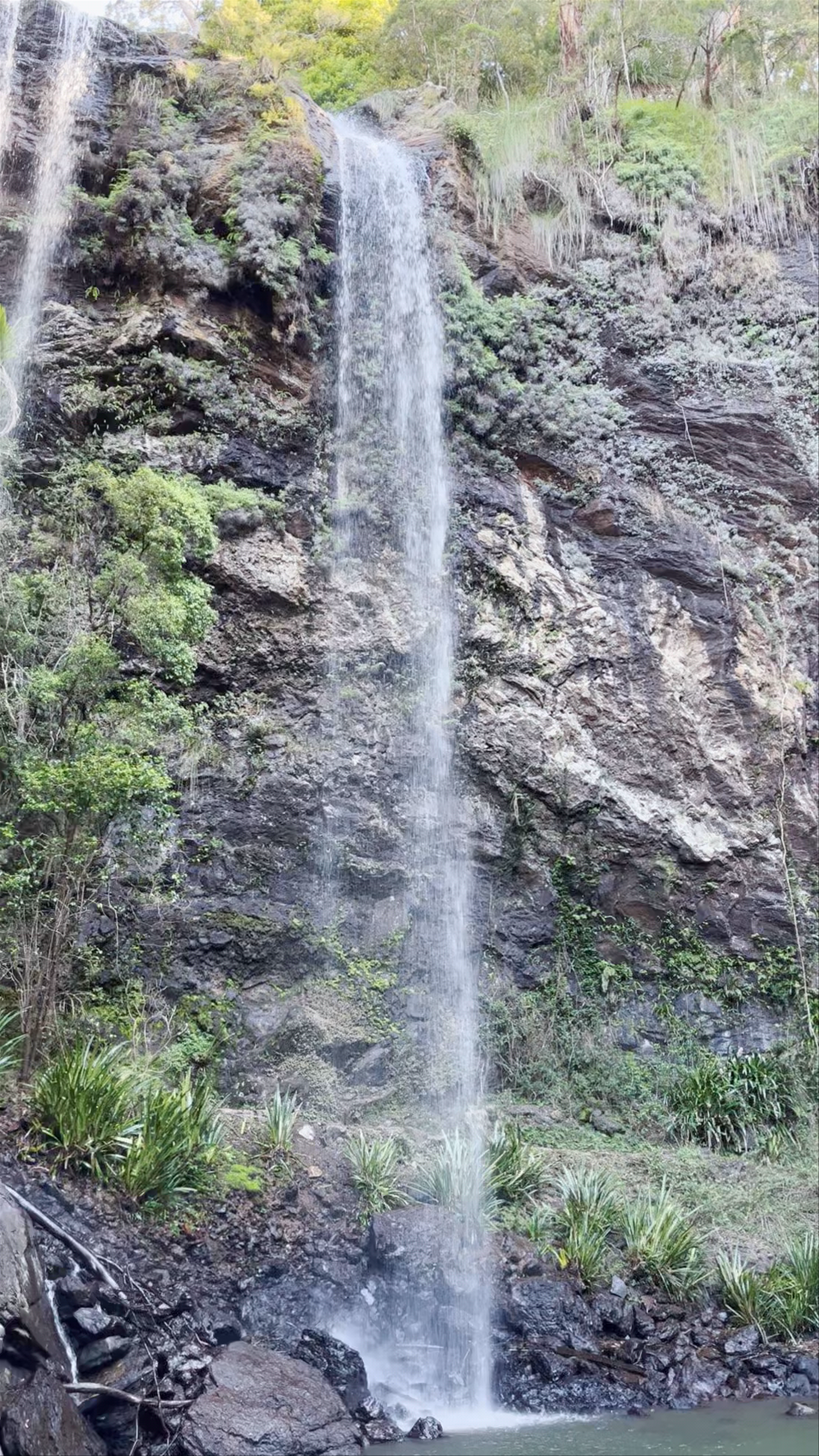 Twin Falls: A Hidden Waterfall Paradise in Springbrook, Queensland